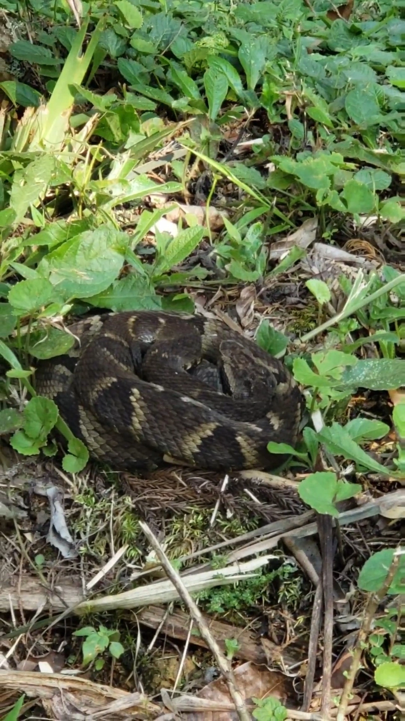 Jararaca-da-mata (Bothrops jararaca), répteis, fotografado em Itatiaia
