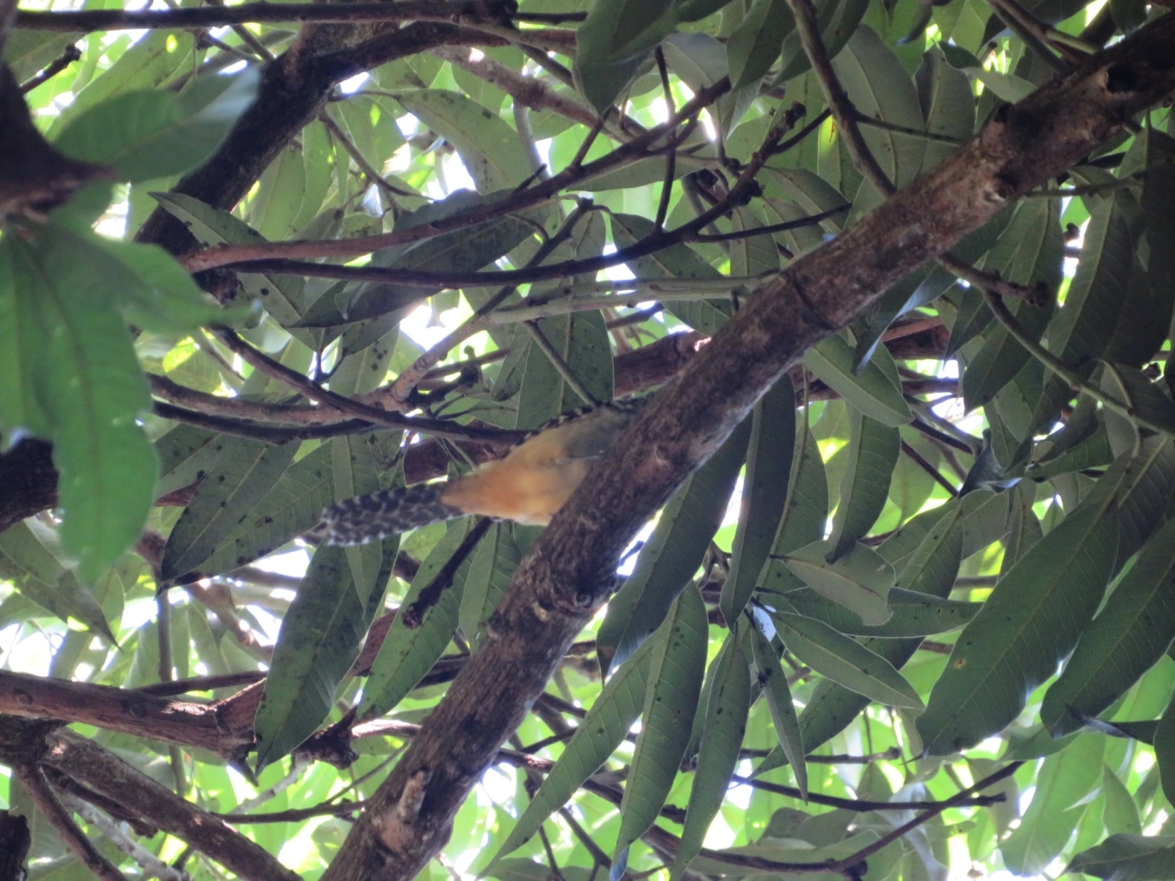 Chocão-carijó (Hypoedaleus guttatus), aves, fotografado em Maresias, São Sebastião