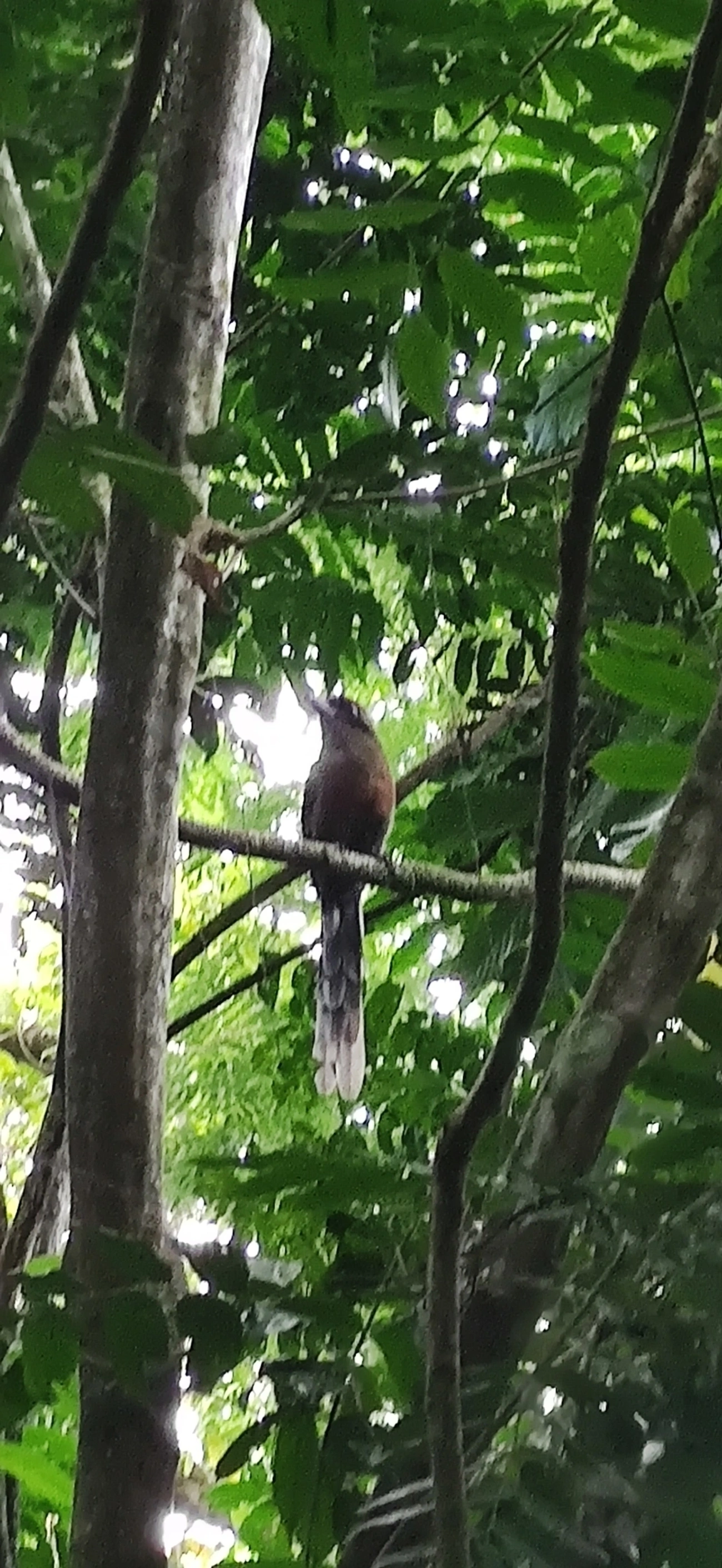 Juruva (Baryphthengus ruficapillus), aves, fotografado em Maresias, São Sebastião