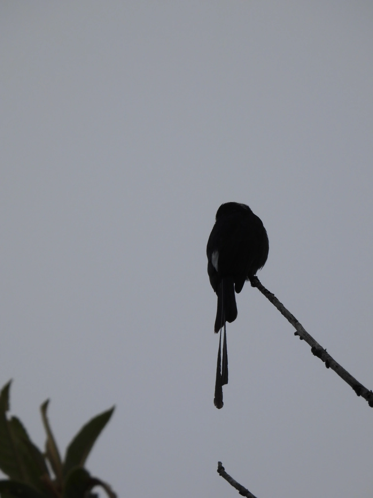 Viuvinha (Colonia colonus), aves, fotografado em Rodovia BR 354, Itamonte