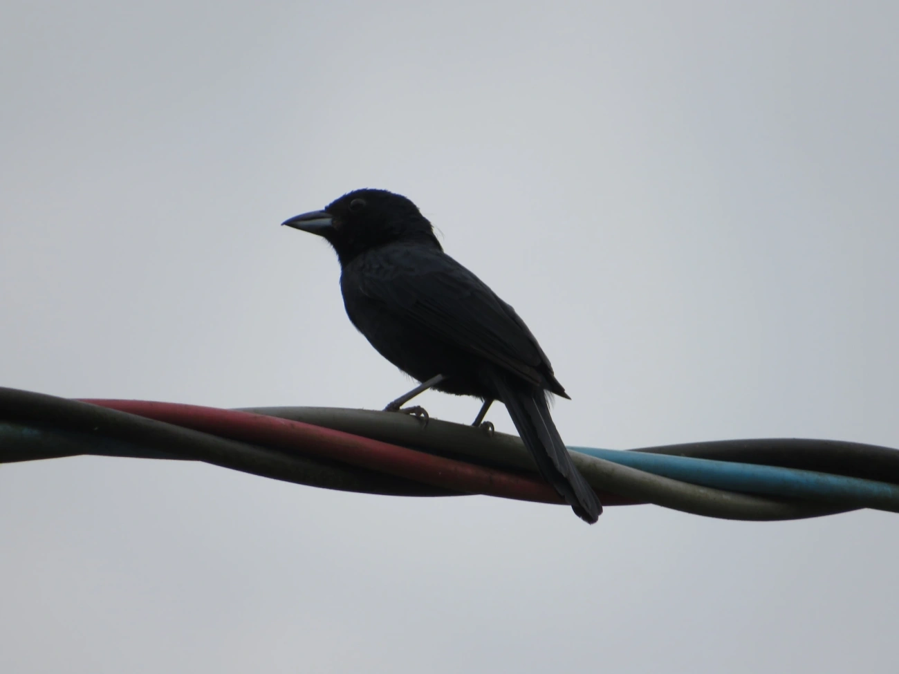 Tiê-preto (Tachyphonus coronatus), aves, fotografado em Maresias, São Sebastião