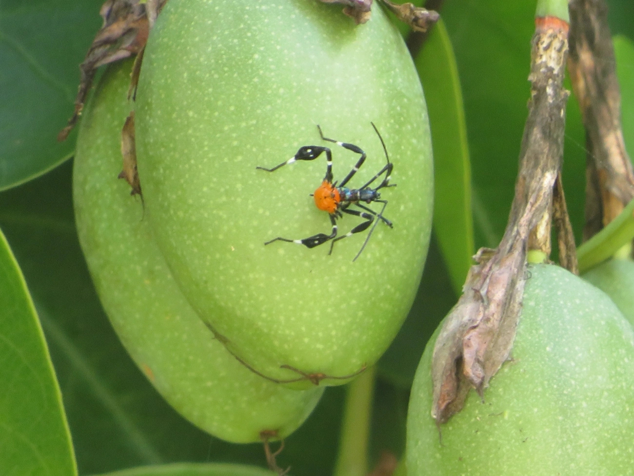 Percevejo-do-maracujá (Diactor bilineatus), insetos, fotografado em Maresias, São Sebastião