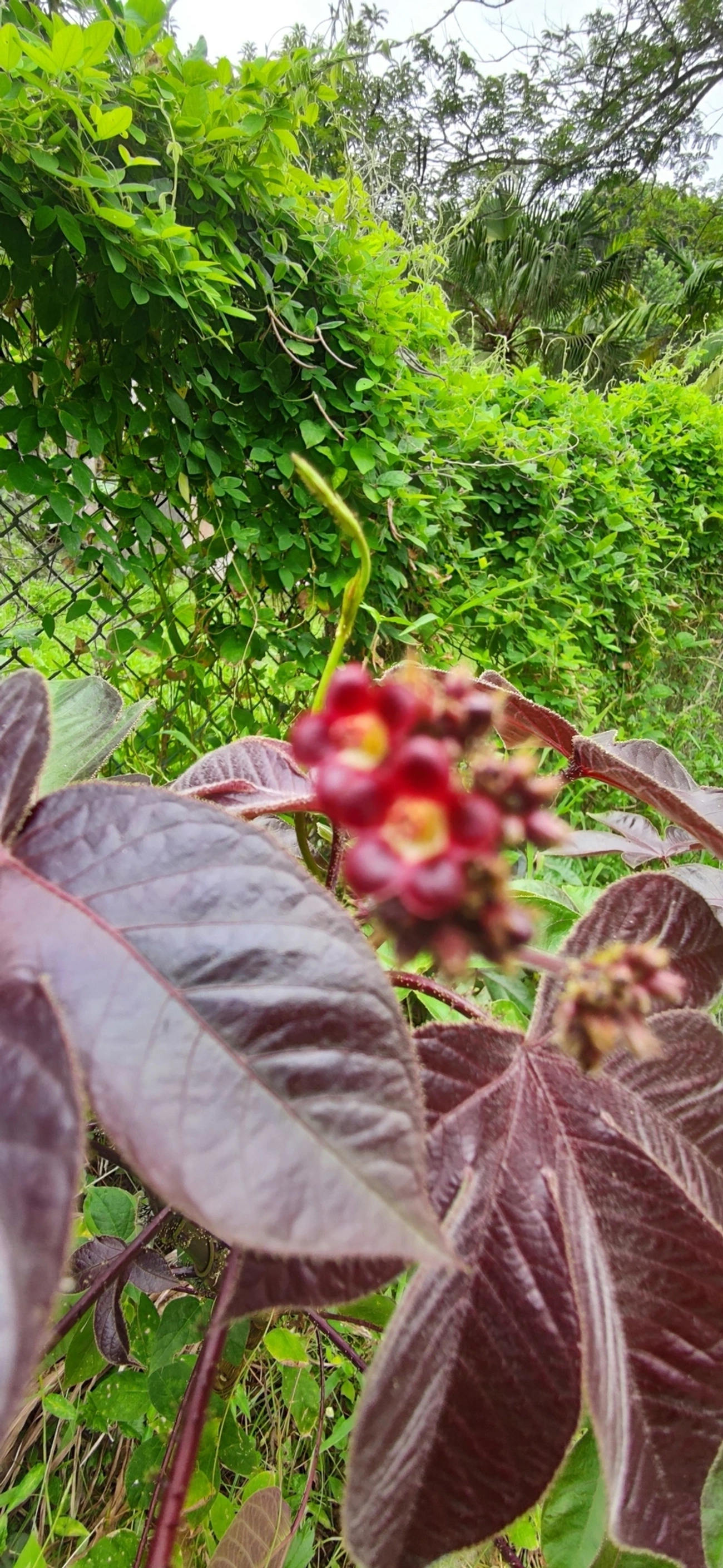 Pinhão-roxo (Jatropha gossypiifolia), plantas, fotografado em Paúba, São Sebastião