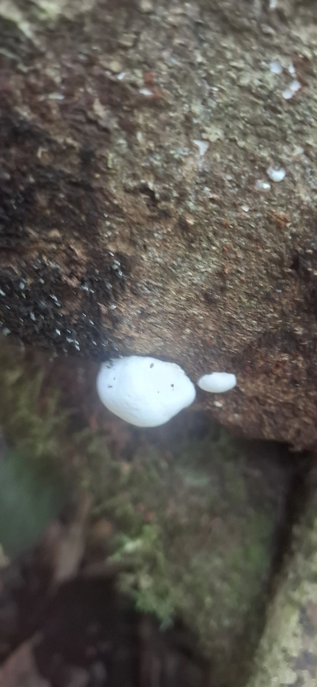 Cheimonophyllum haedinum, fungos, fotografado em Maresias, São Sebastião