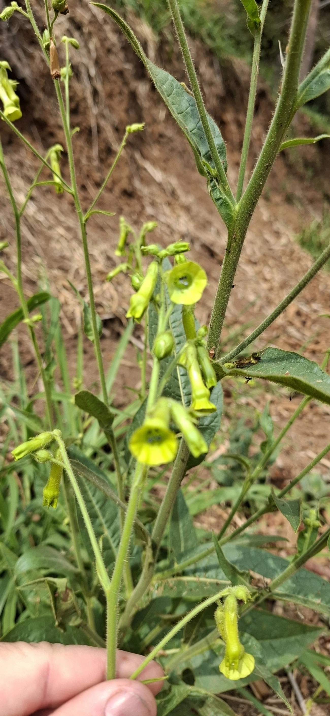 Nicotiana, plantas, fotografado em Itamonte