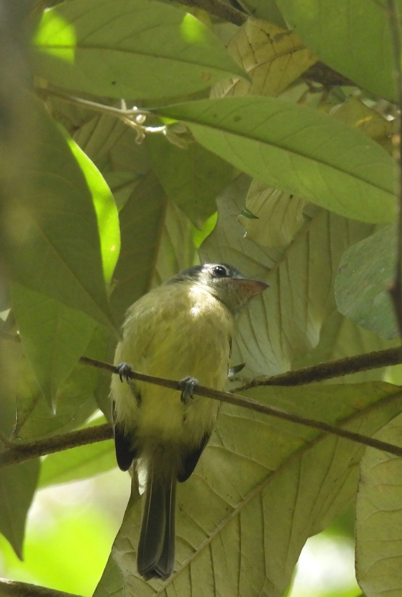 Bico-chato-de-orelha-preta (Tolmomyias sulphurescens), aves, fotografado em Queluz
