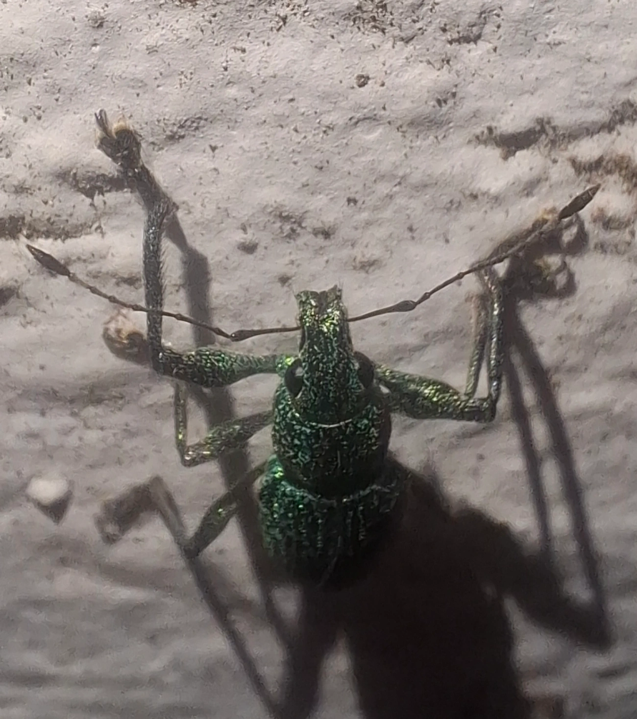 Gorgulho-de-faixa-dourada (Naupactus auricinctus), insetos, fotografado em Maresias, São Sebastião