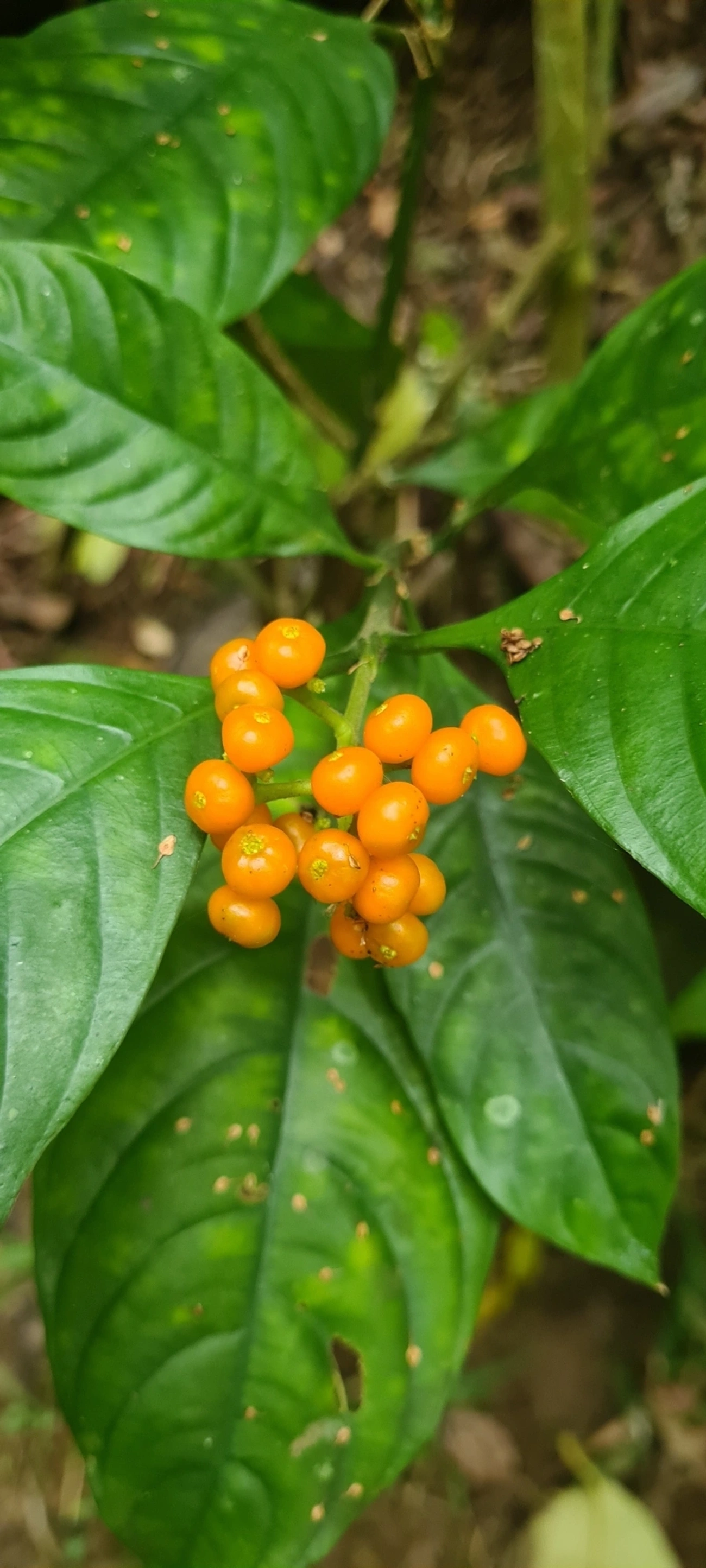 Palicourea racemosa, plantas, fotografado em Maresias, São Sebastião