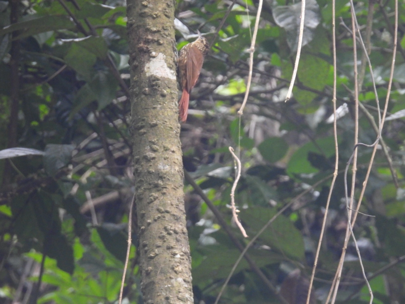 Arapaçu-rajado (Xiphorhynchus fuscus), aves, fotografado em Guararema
