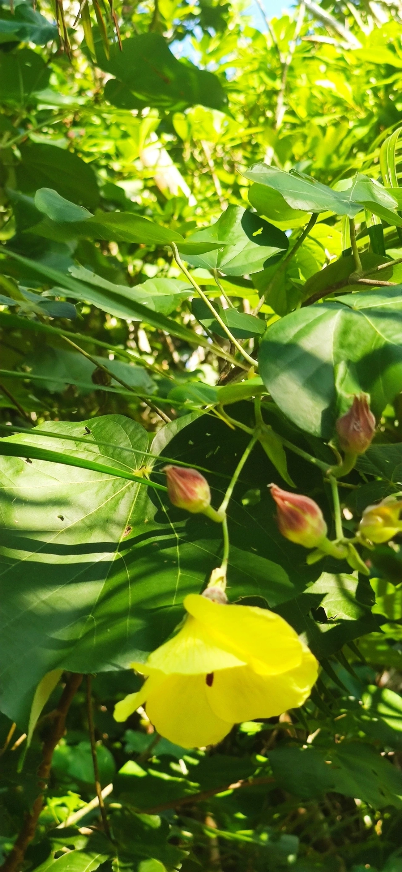 Algodoeiro-da-praia (Hibiscus tiliaceus), plantas, fotografado em Maresias, São Sebastião
