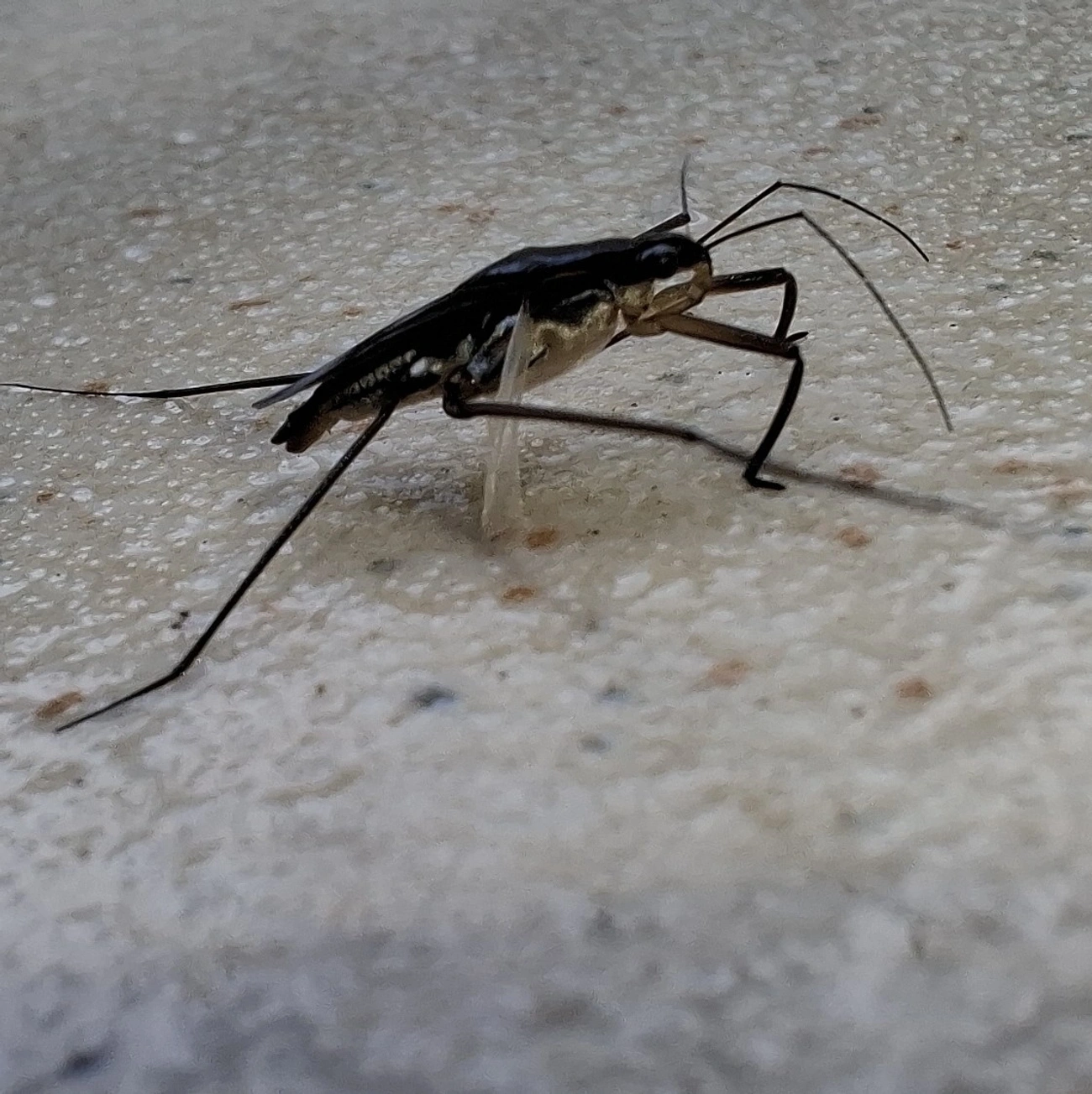 Percevejo-patinador (Limnogonus aduncus), insetos, fotografado em Maresias, São Sebastião