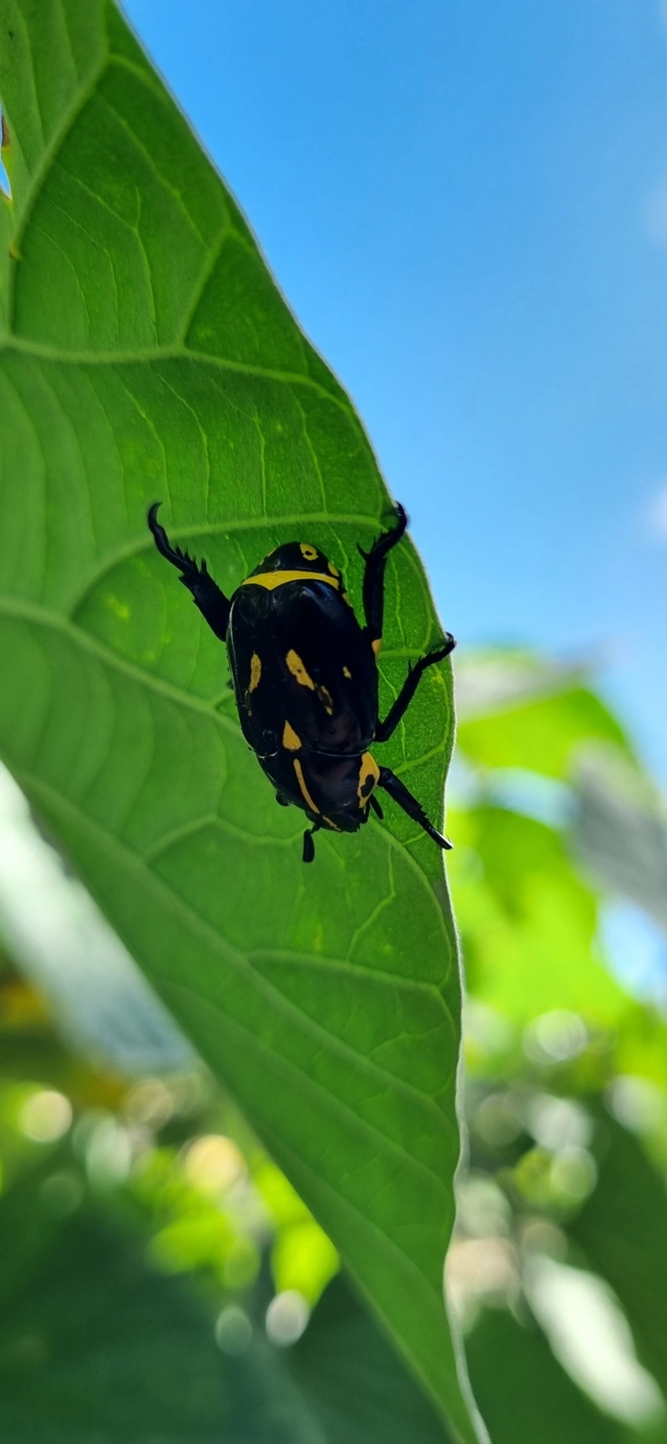 Besouro-da-Roseira (Rutela lineola), insetos, fotografado em Maresias, São Sebastião
