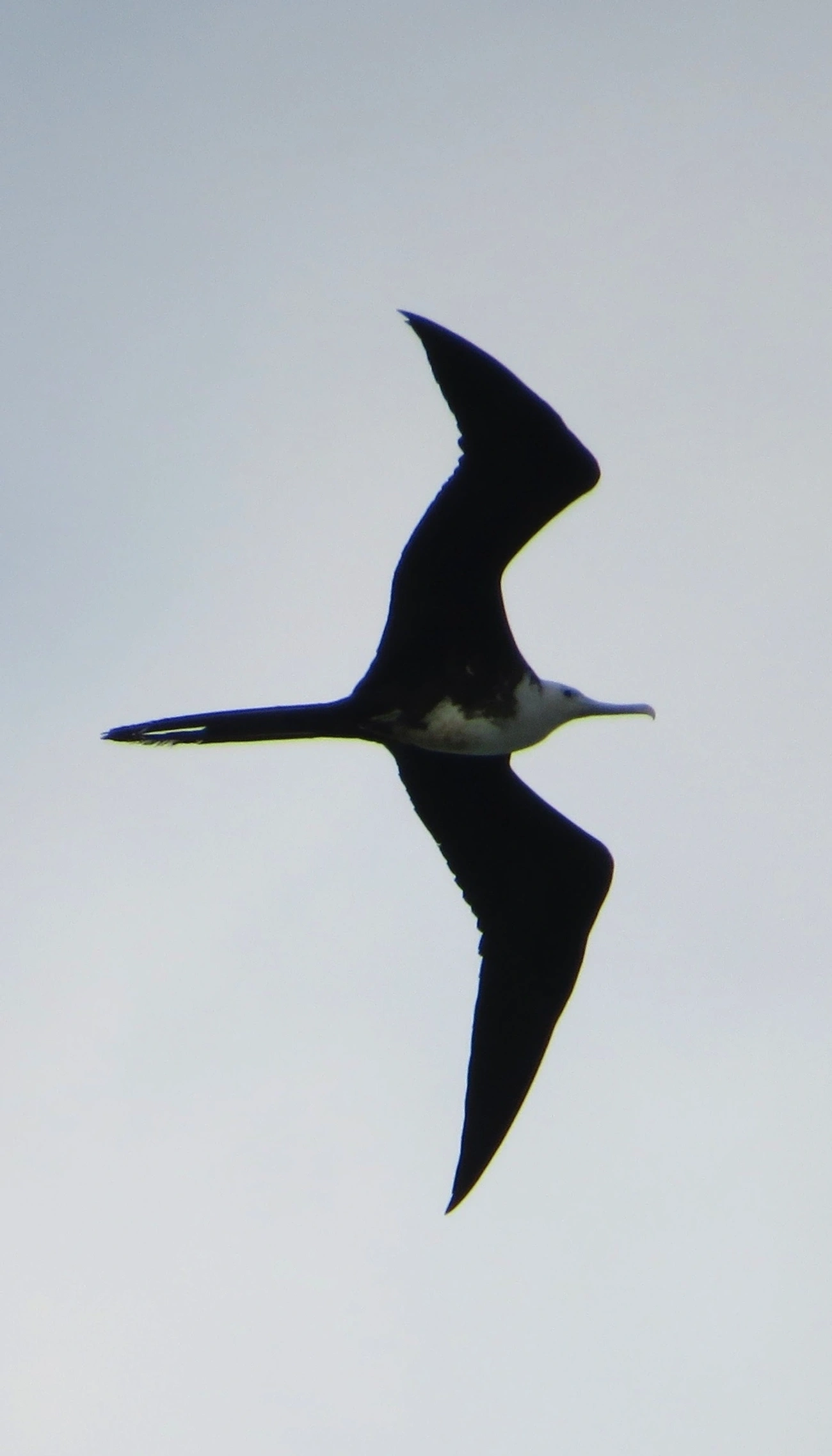 Fragata-comum (Fregata magnificens), aves, fotografado em Maresias, São Sebastião