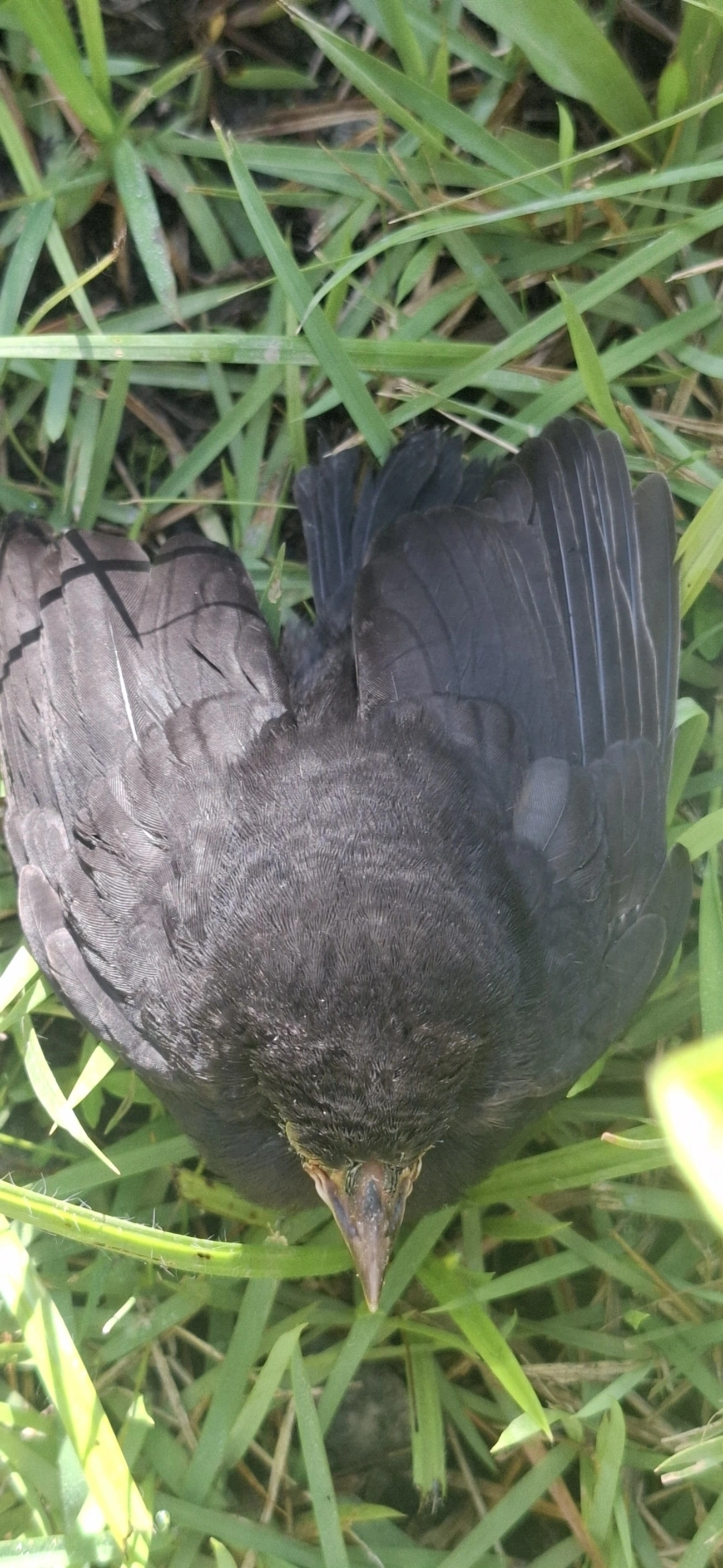 Chupim (Molothrus bonariensis), aves, fotografado em Maresias, São Sebastião