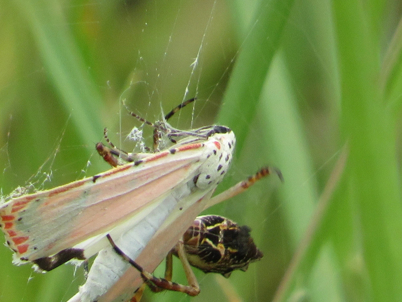 Mariposa-Ornatrix (Utetheisa ornatrix), insetos, fotografado em Maresias, São Sebastião
