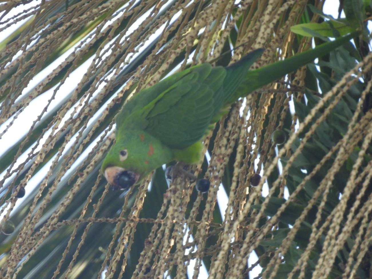 Periquitão-maracanã (Psittacara leucophthalmus), aves, fotografado em Serrinha do Alambari