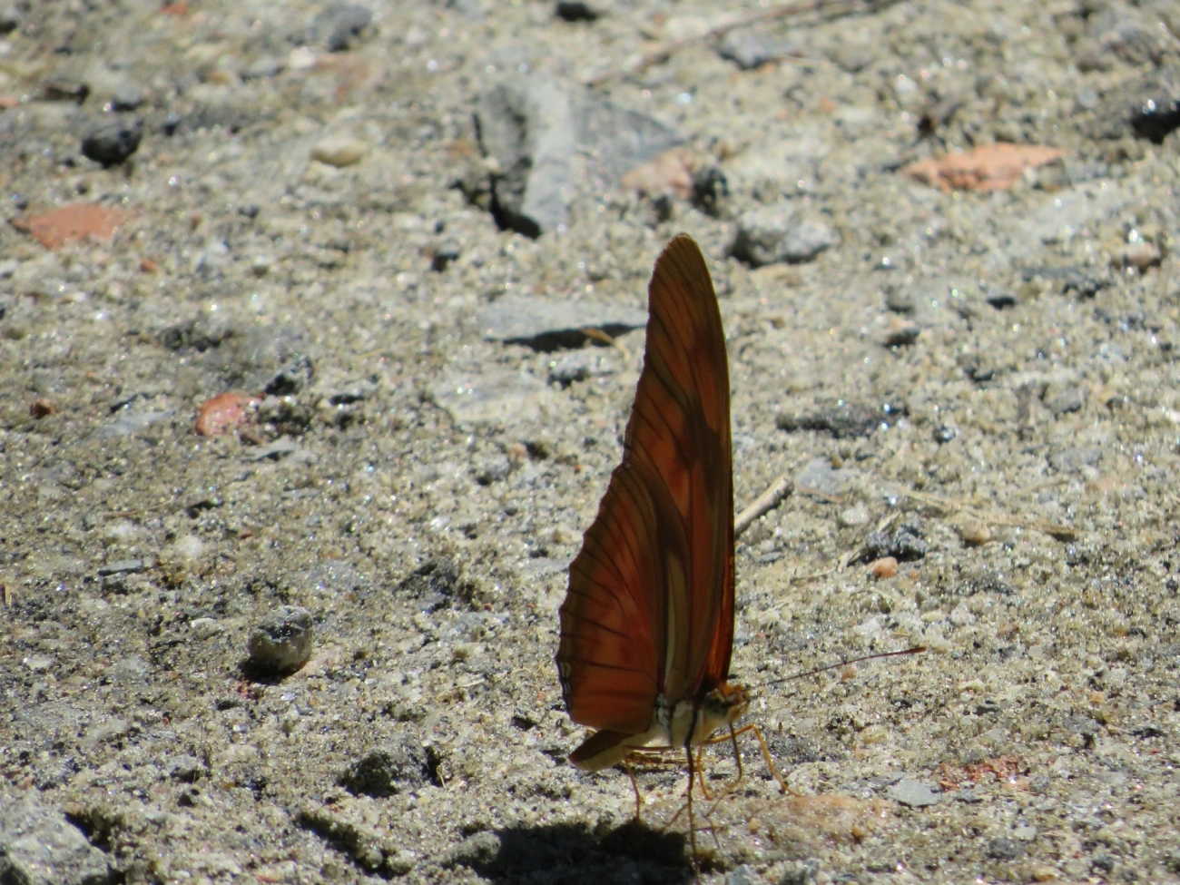 Heliconiini, insetos, fotografado em Maresias, São Sebastião