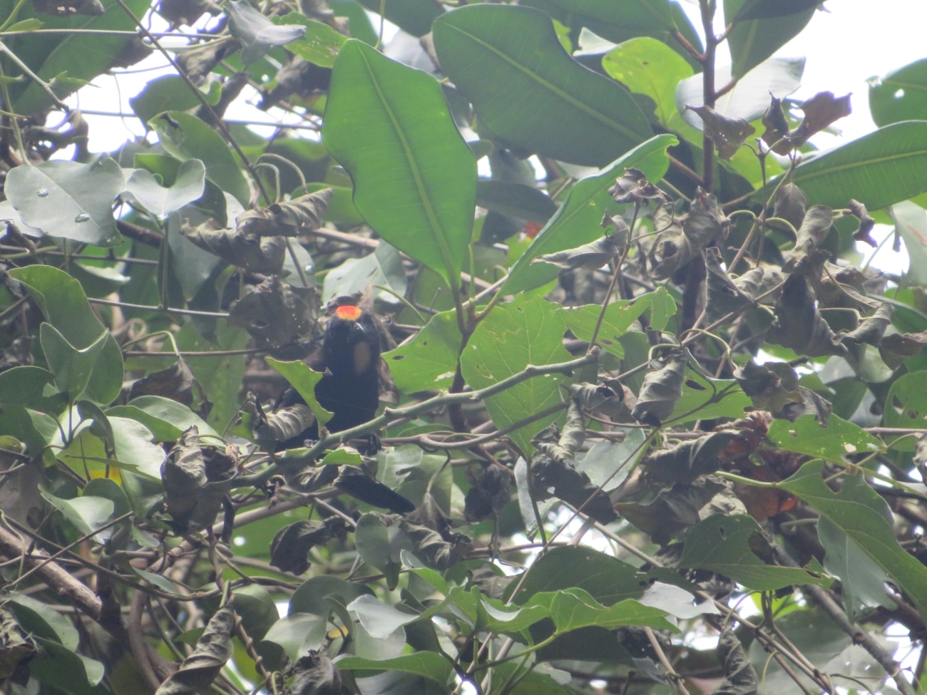 Tiê-galo (Loriotus cristatus), aves, fotografado em Maresias, São Sebastião