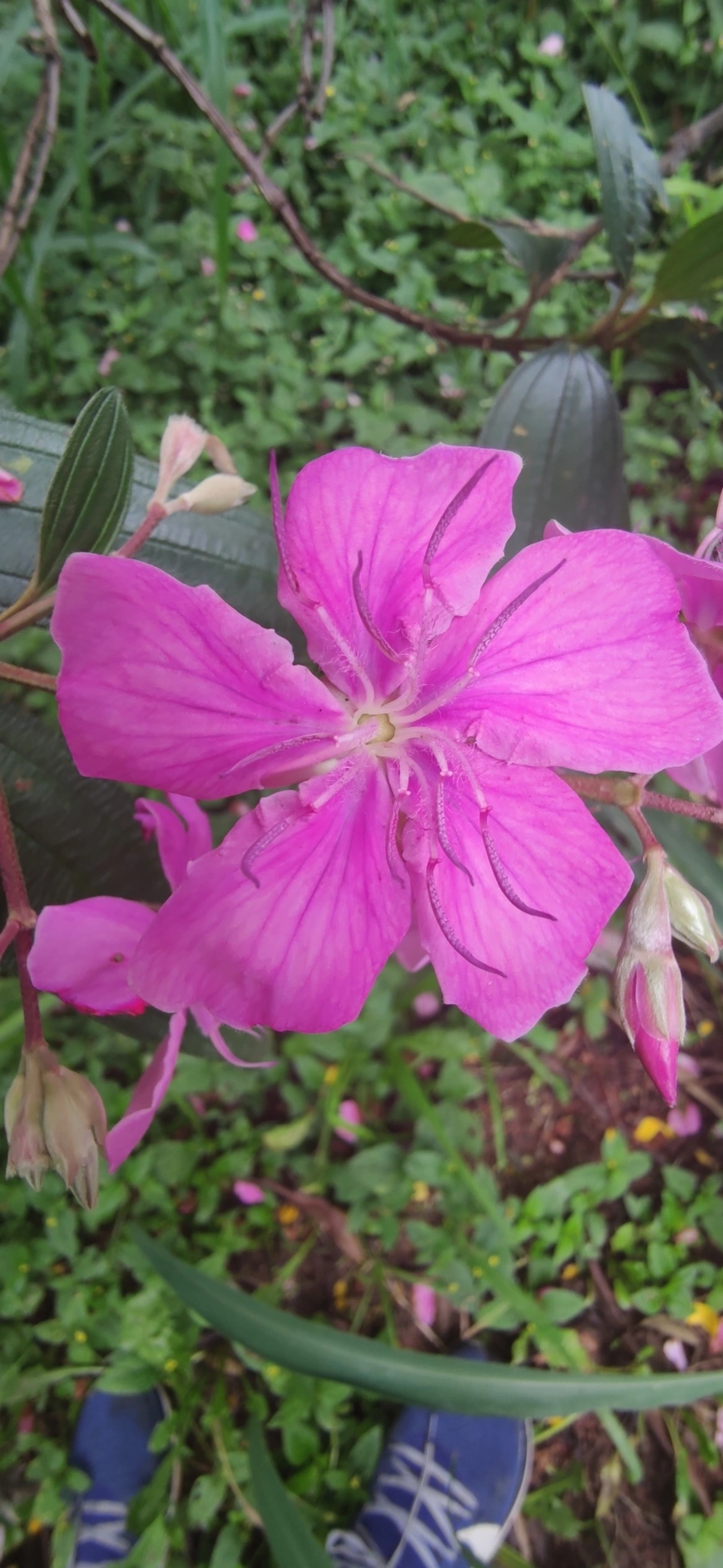 Manacá-da-serra (Pleroma mutabile), plantas, fotografado em R. Acurui, São Paulo