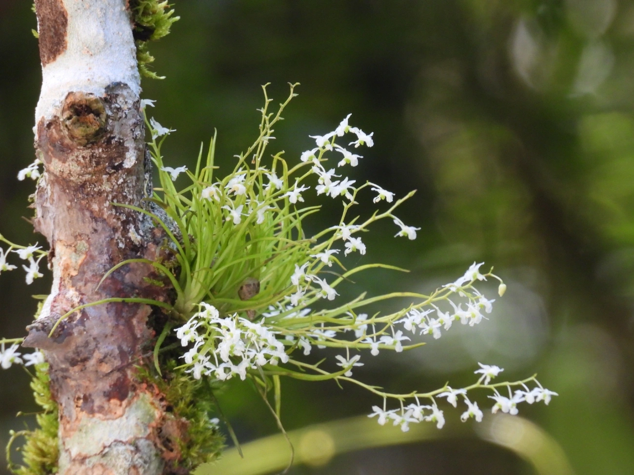 Phymatidium falcifolium, plantas, fotografado em Queluz