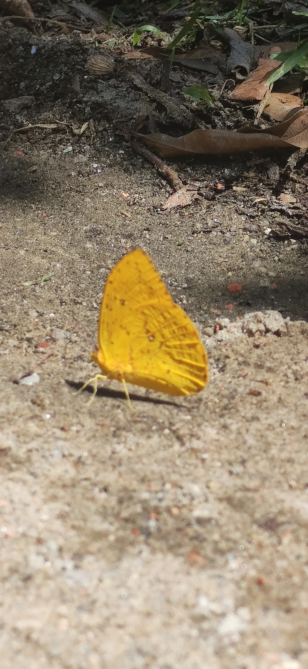 Borboleta-amarela (Phoebis argante), insetos, fotografado em Maresias, São Sebastião