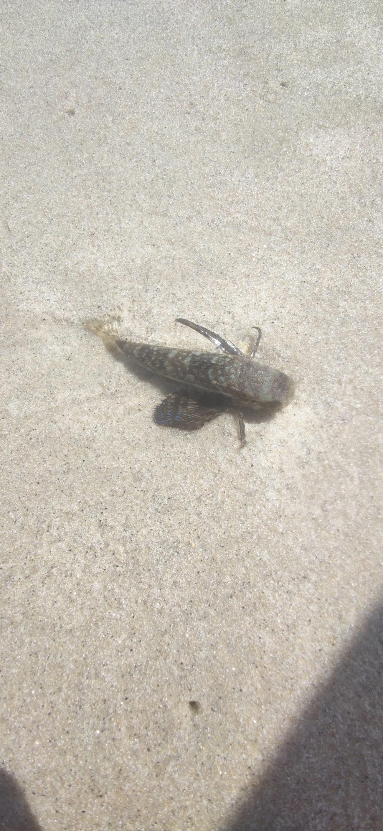 Coió (Dactylopterus volitans), peixes, fotografado em São Sebastião