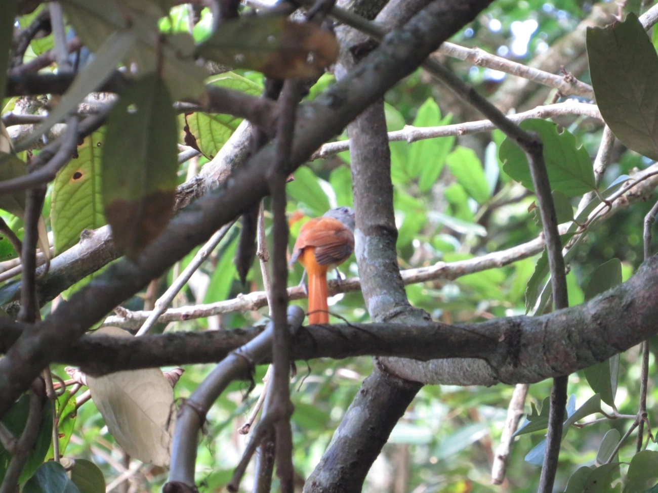 Capitão-de-saíra (Attila rufus), aves, fotografado em Maresias, São Sebastião