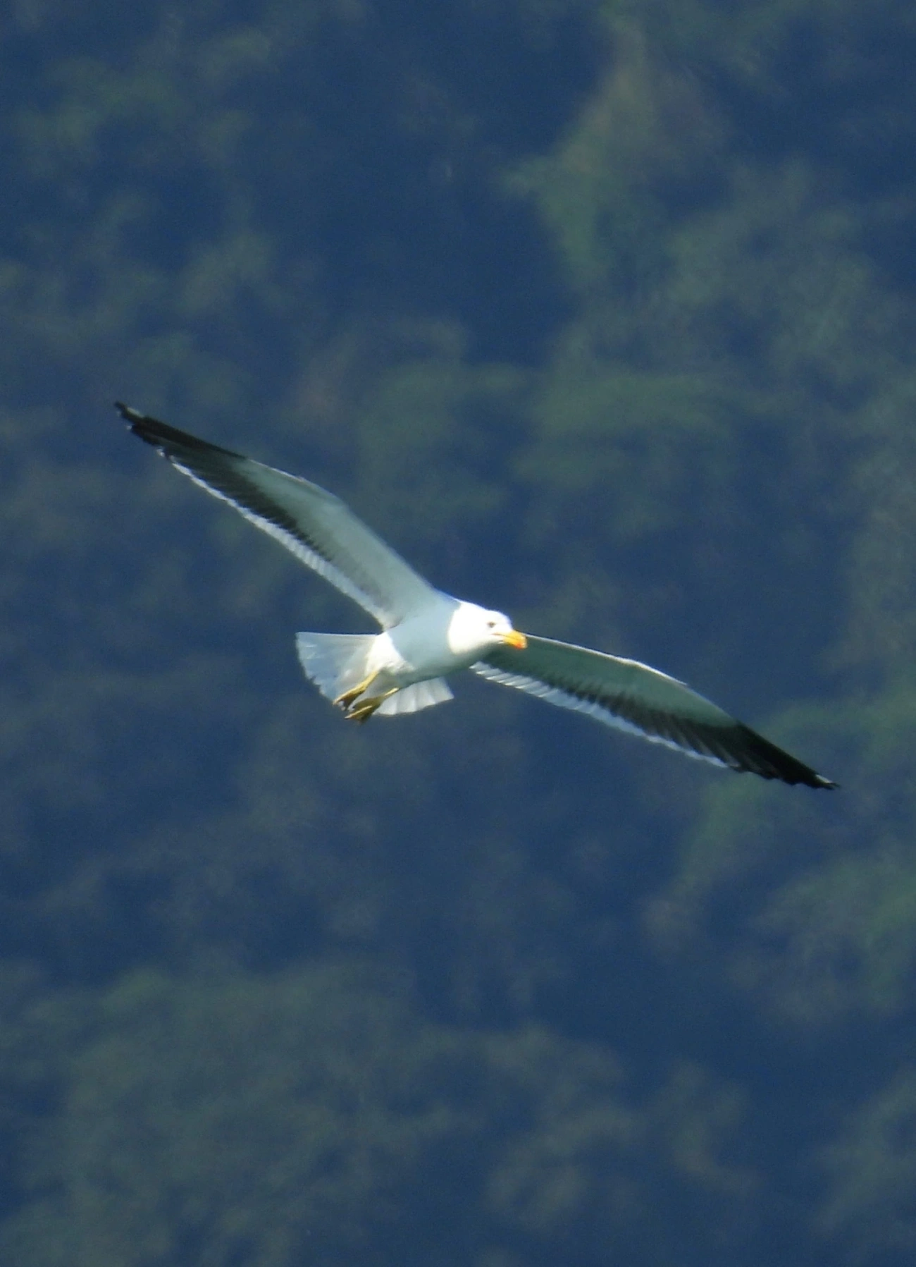 Gaivotão (Larus dominicanus), aves, fotografado em Maresias, São Sebastião