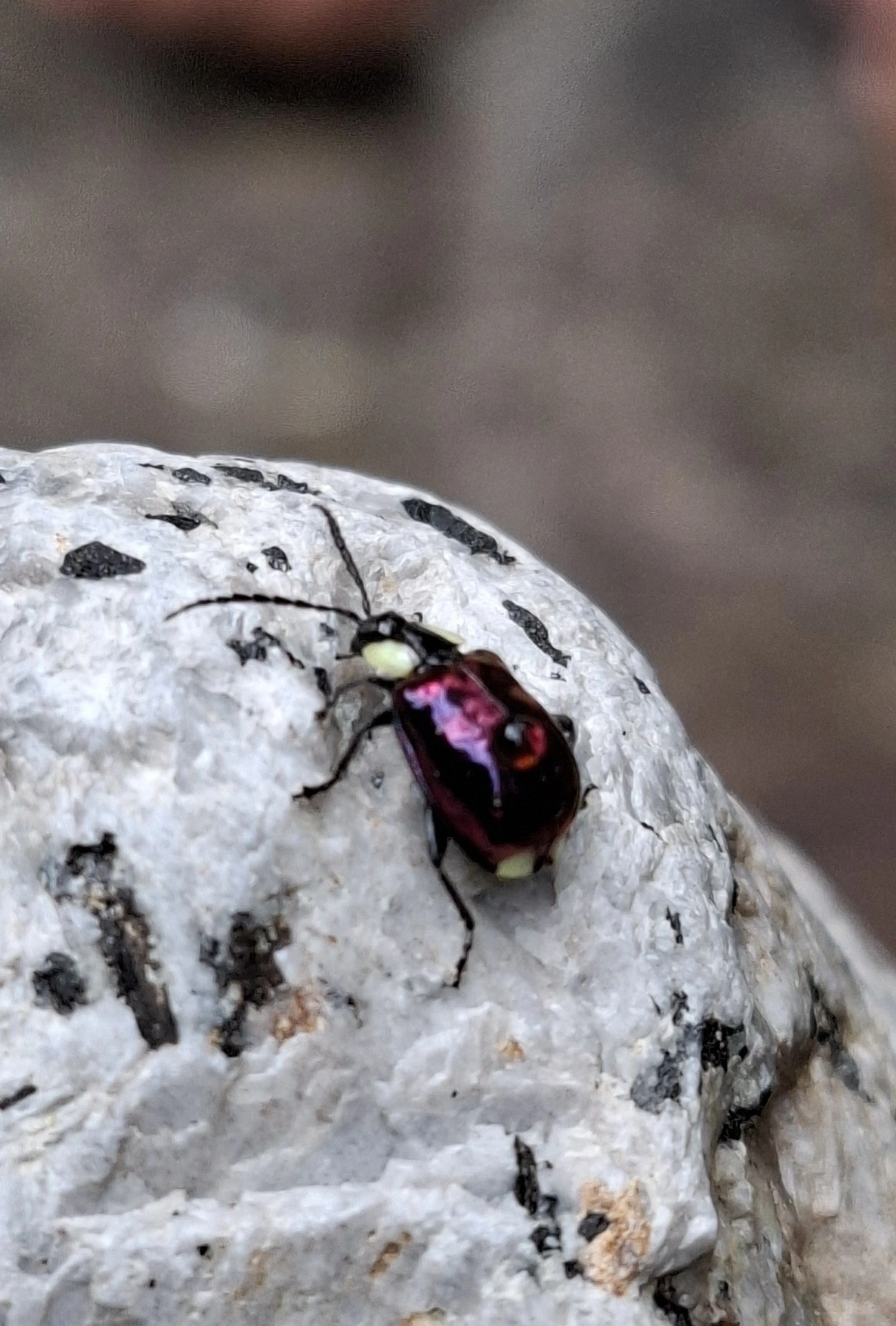 Besouro-pulga (Alagoasa apicalis), insetos, fotografado em Resende
