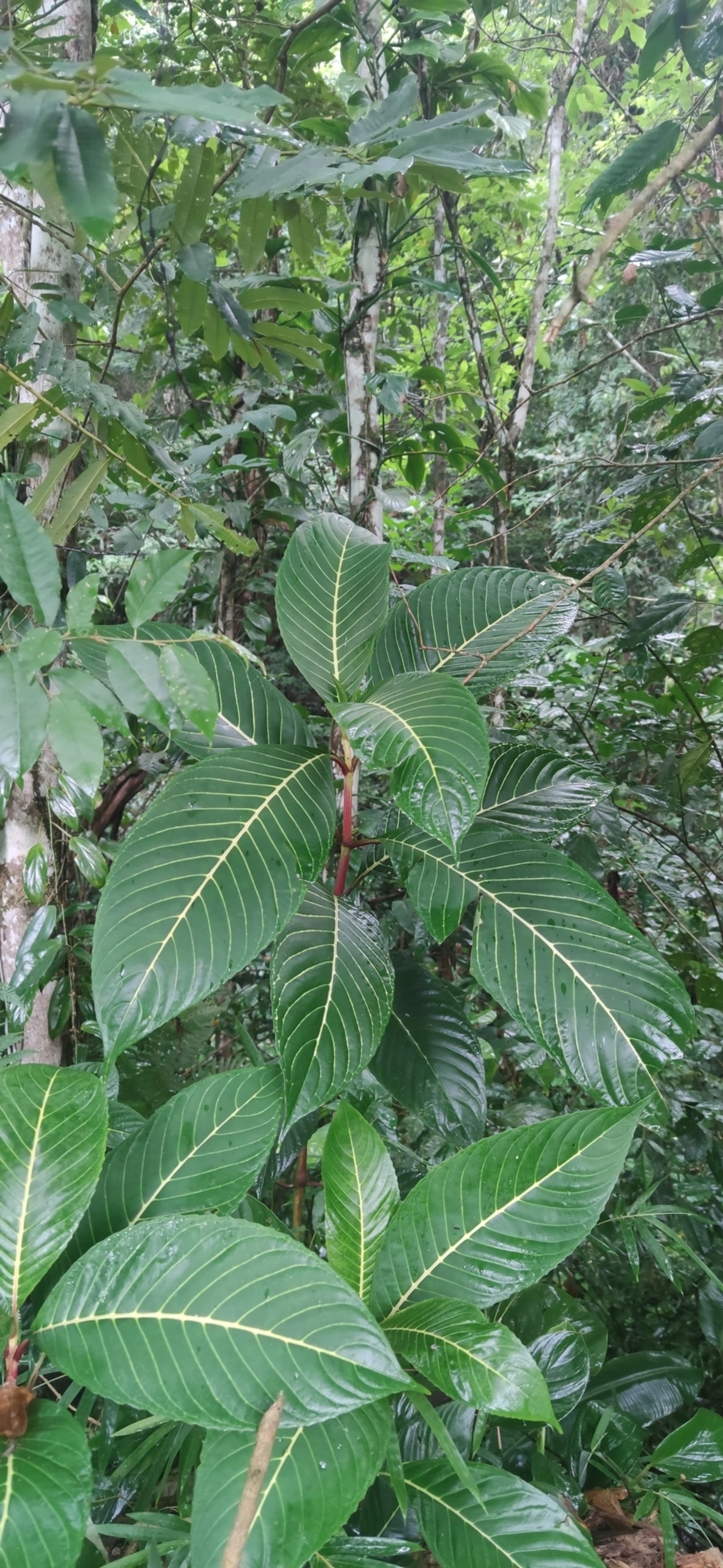 Sanchésia (Sanchezia parvibracteata), plantas, fotografado em Maresias, São Sebastião