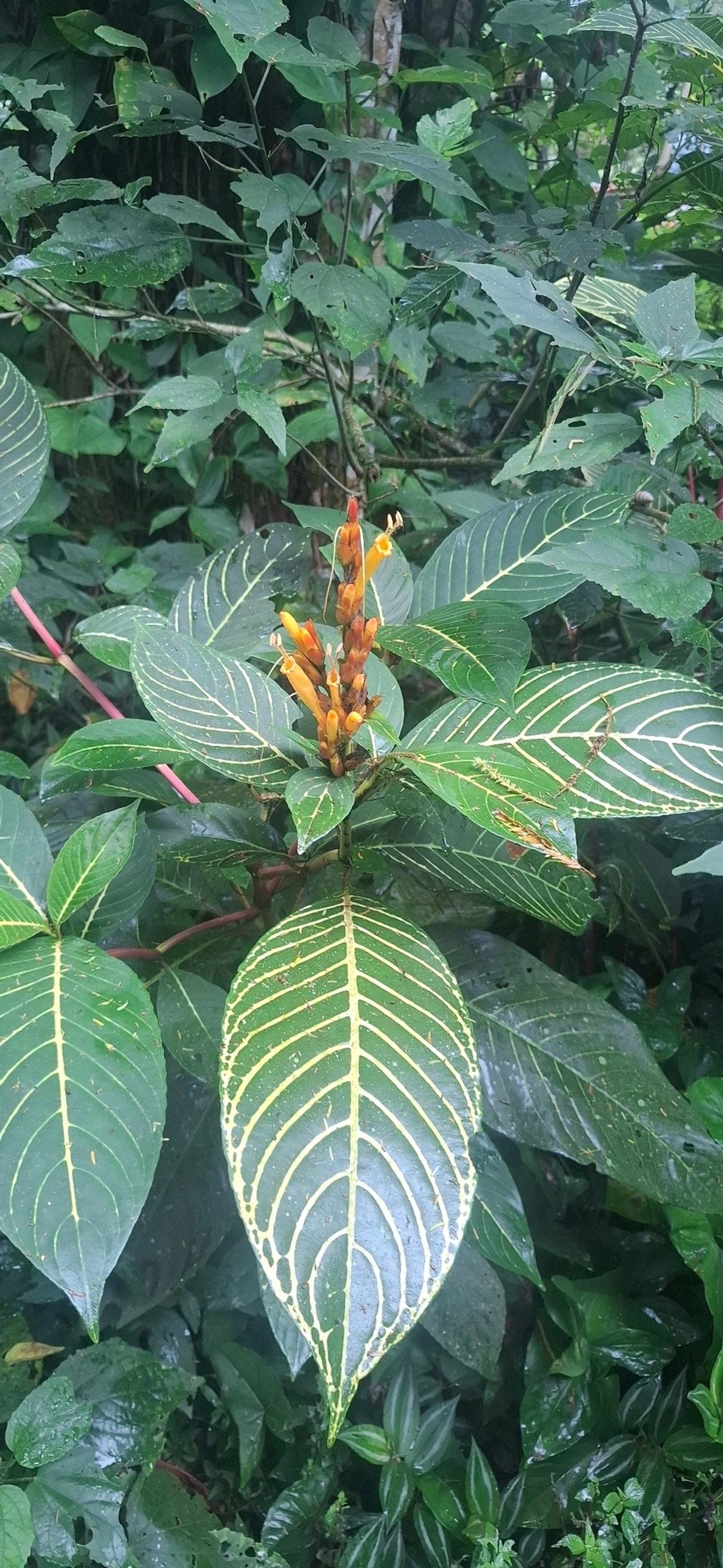 Sanchésia (Sanchezia parvibracteata), plantas, fotografado em Maresias, São Sebastião