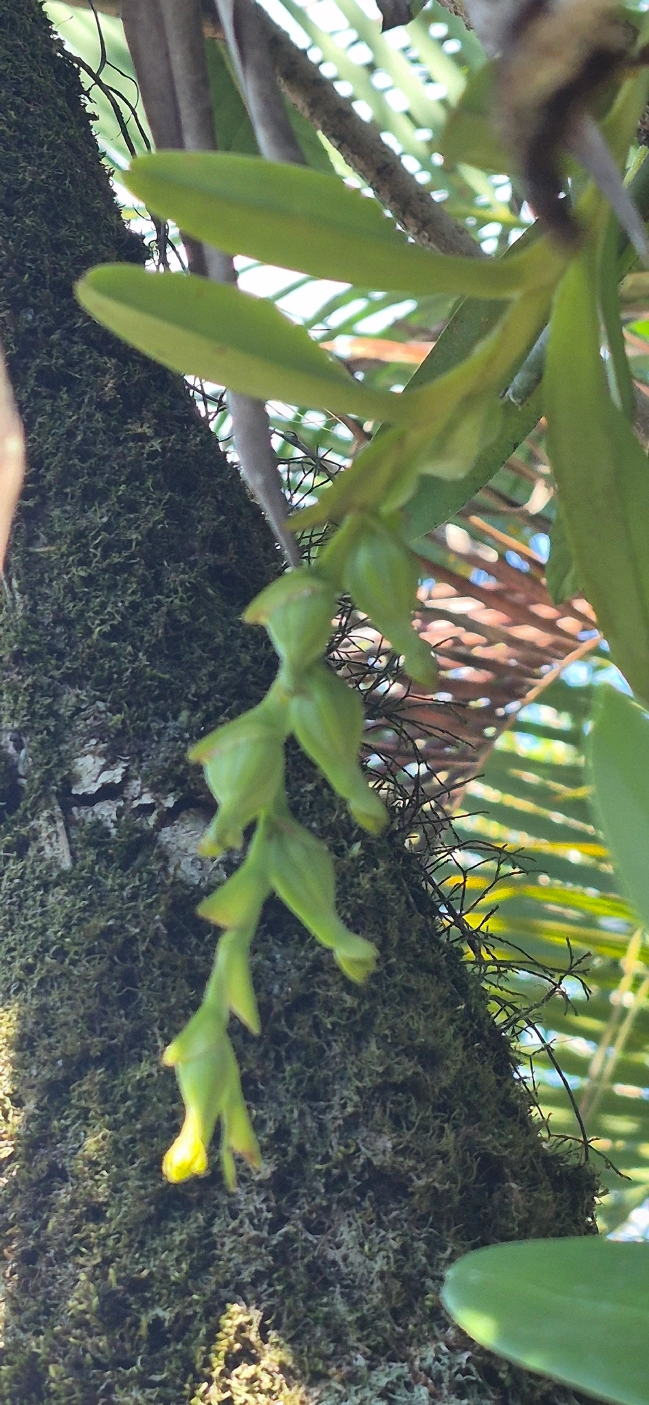 Epidendros (Epidendrum), plantas, fotografado em Cananéia
