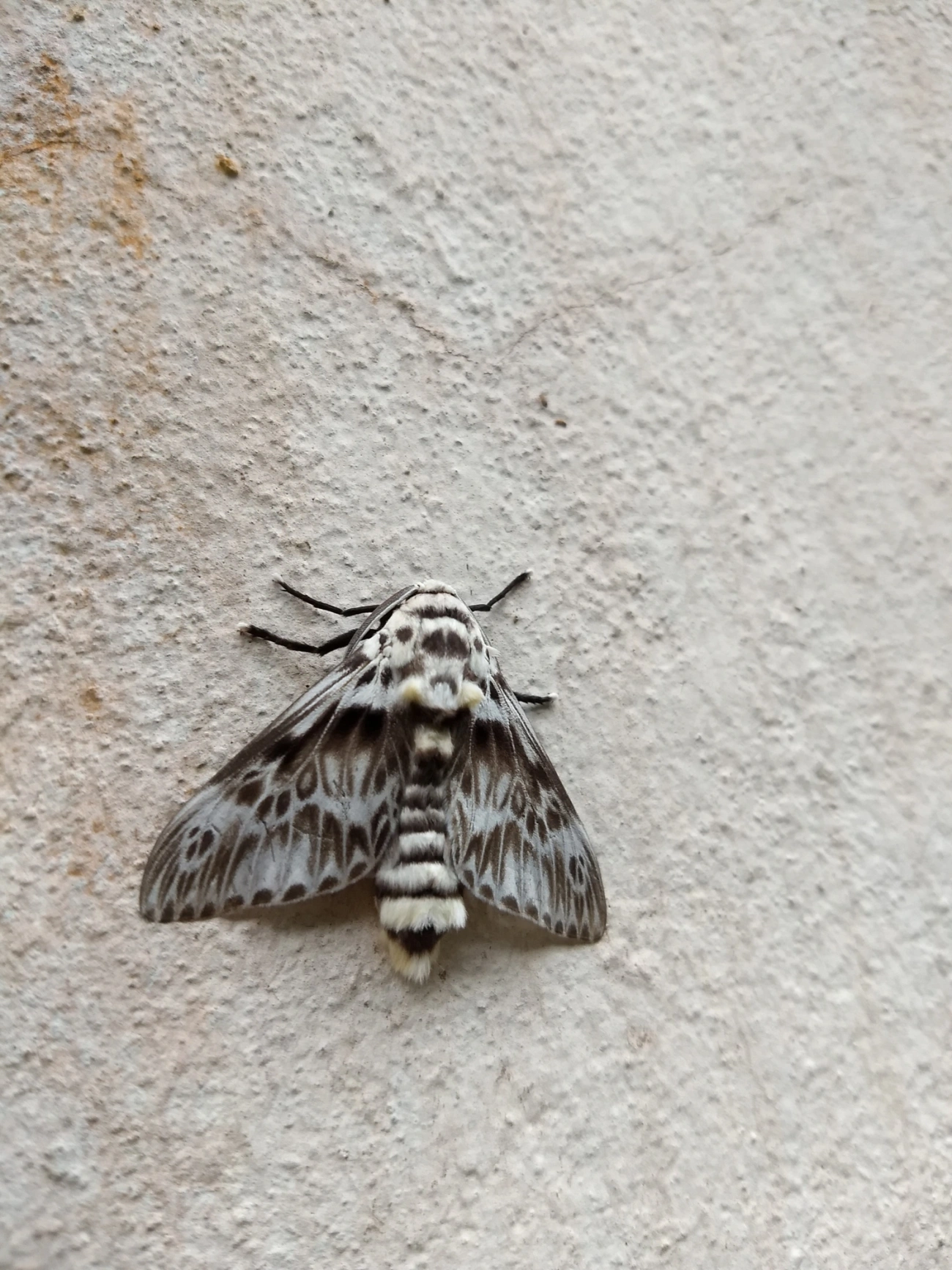 Taturana (lagarta) (Podalia orsilochus), insetos, fotografado em Maresias, São Sebastião