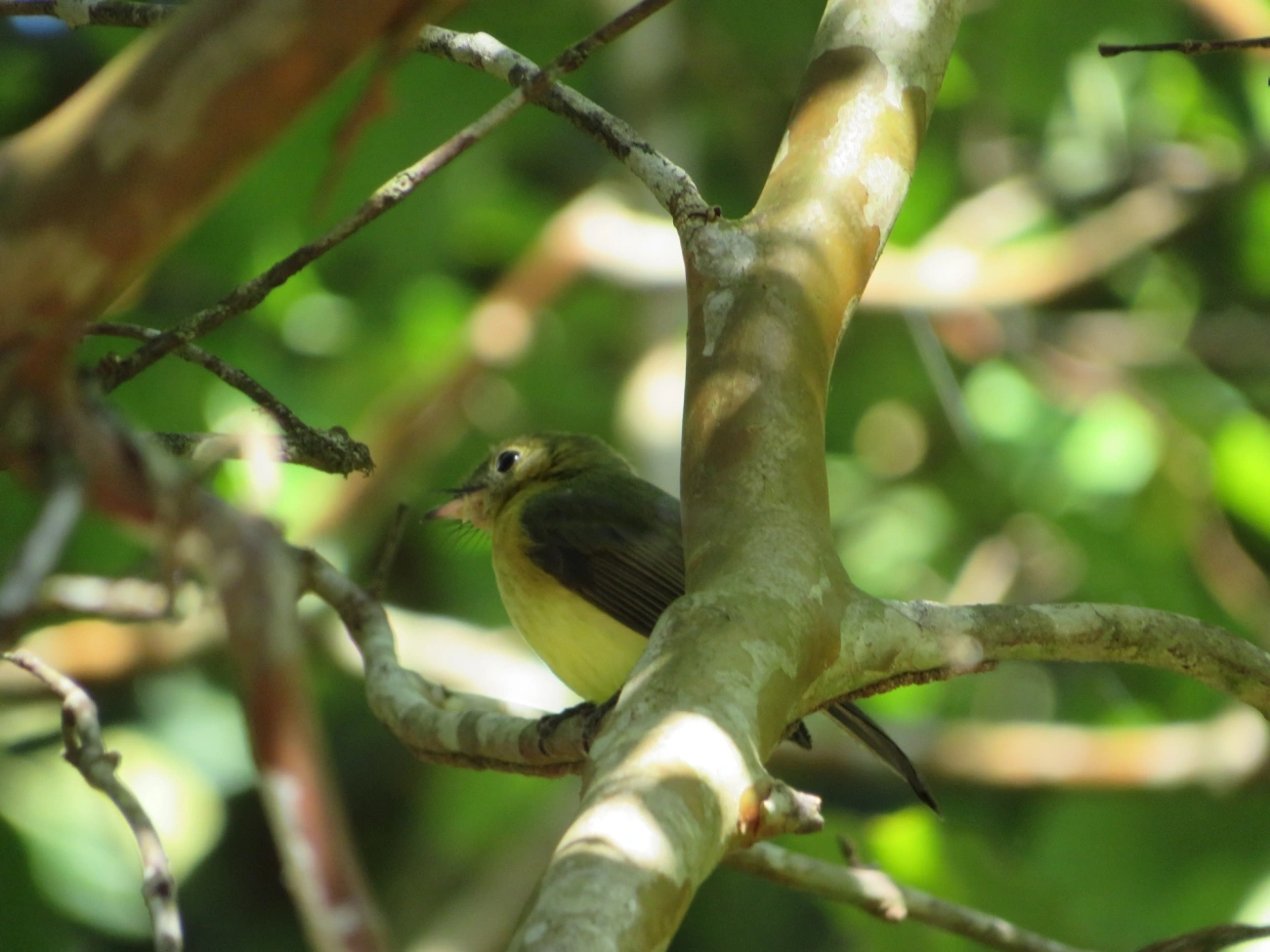 Assanhadinho (Myiobius barbatus), aves, fotografado em Paúba, São Sebastião