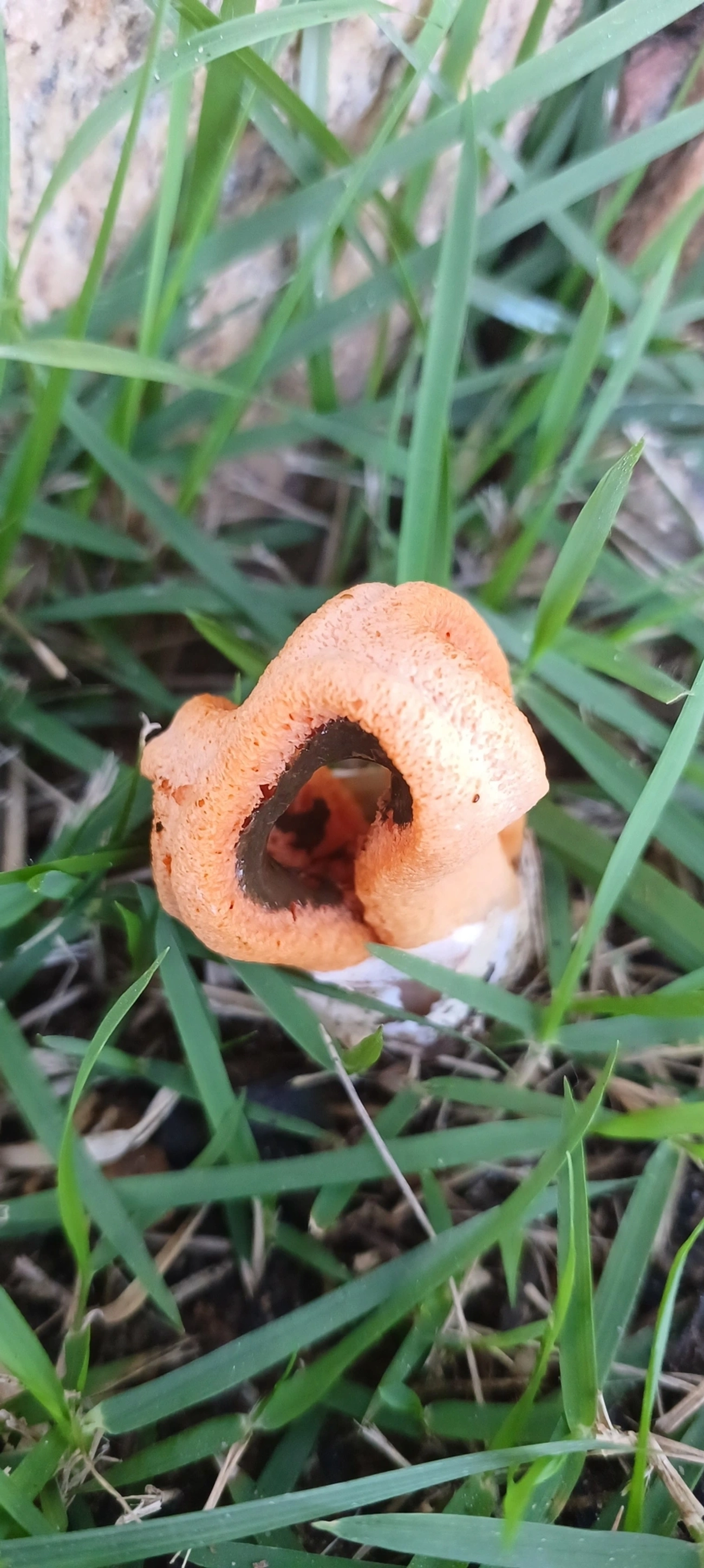 Cogumelo-fedorento-colunar (Clathrus columnatus), fungos, fotografado em Paúba, São Sebastião