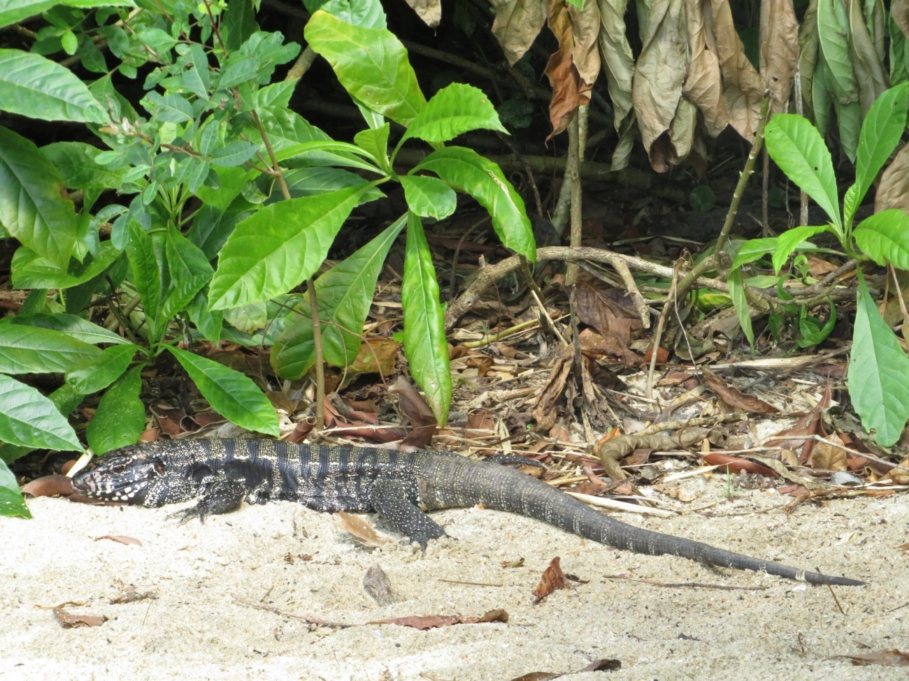 Teiú (Salvator merianae), répteis, fotografado em Mocóca