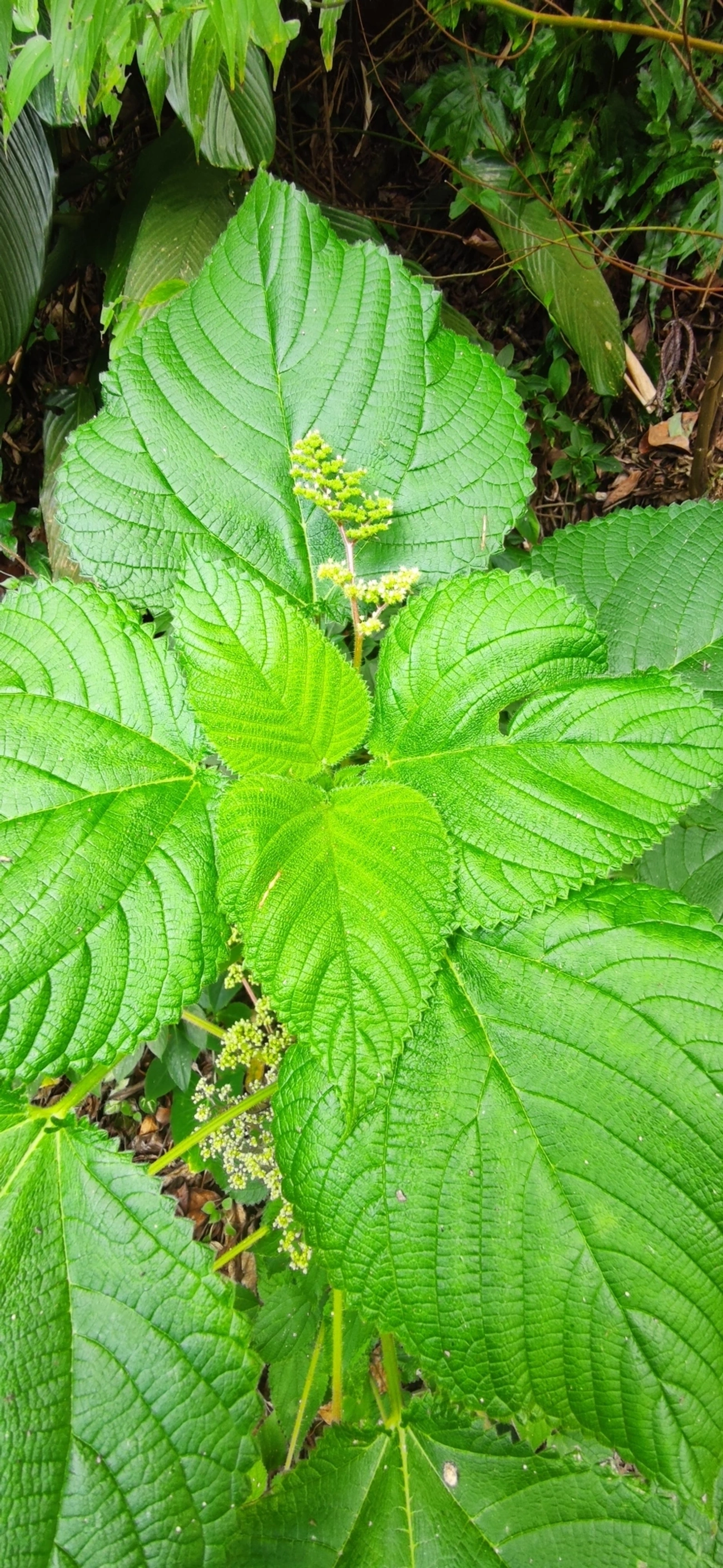 Urtiga-vermelha (Laportea aestuans), plantas, fotografado em Paúba, São Sebastião