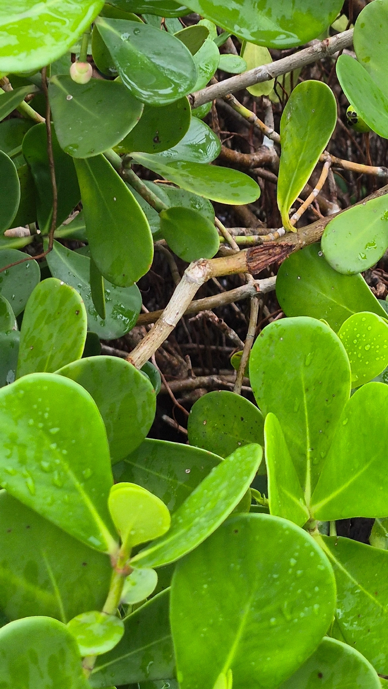 Manga-da-praia (Clusia fluminensis), plantas, fotografado em Caraguatatuba