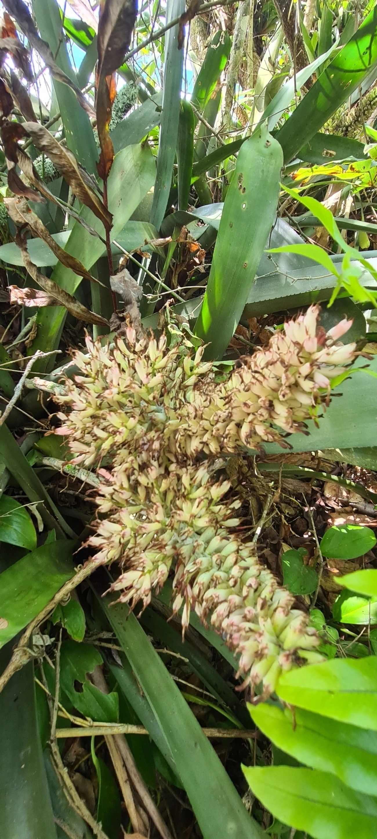 Gravata (Aechmea coelestis), plantas, fotografado em Maresias, São Sebastião