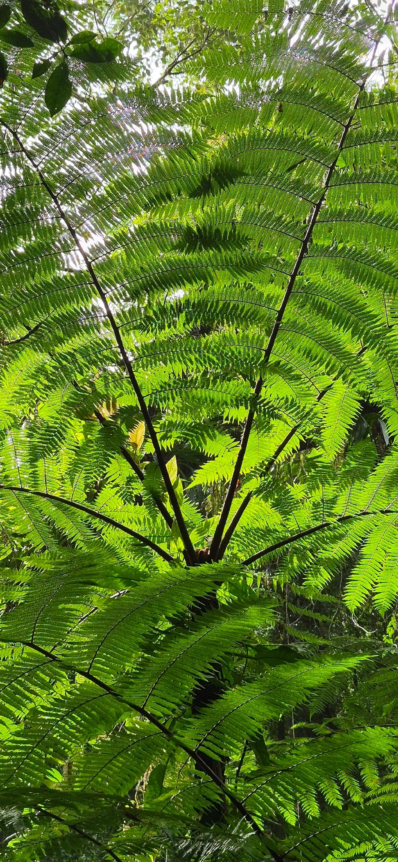 Xaxim (Dicksonia sellowiana), plantas, fotografado em Camburí, São Sebastião