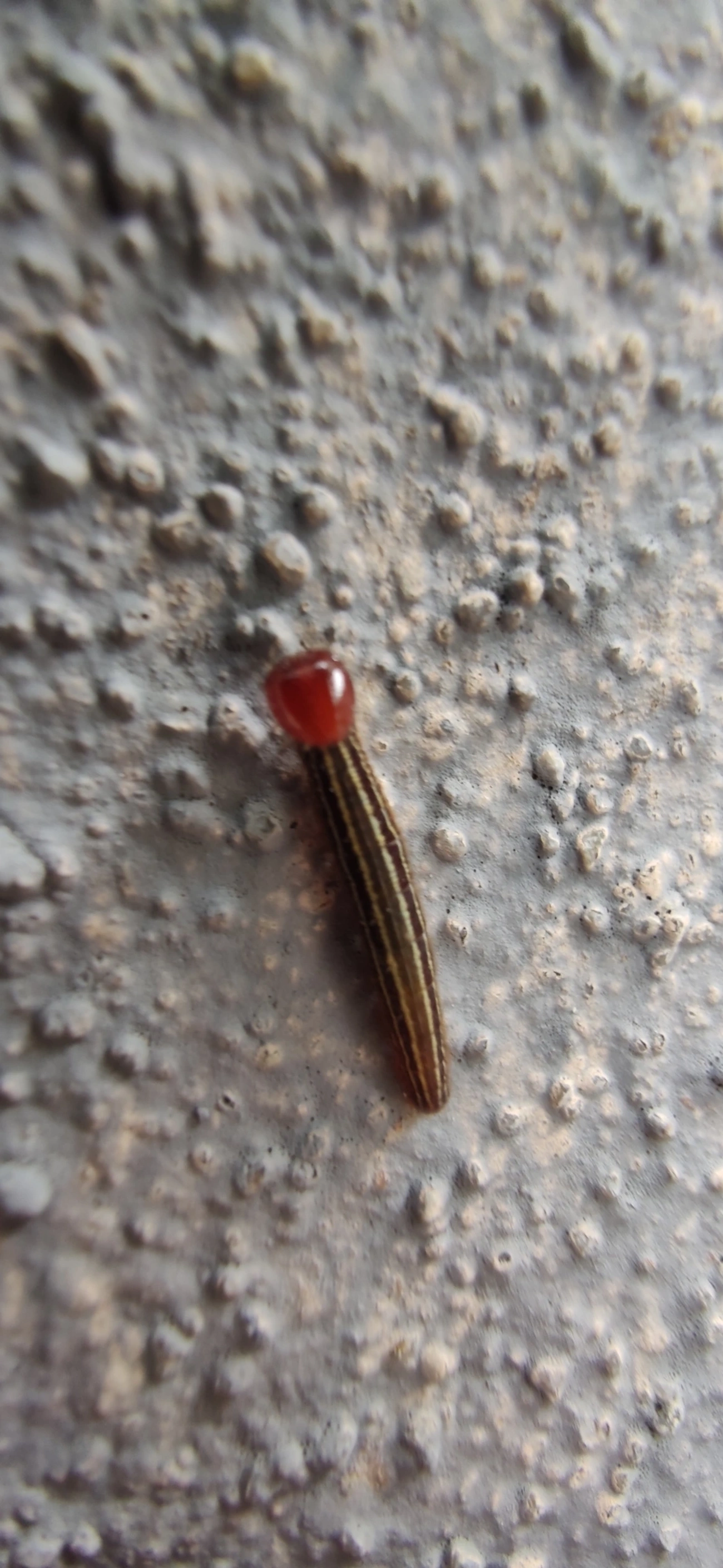 Borboletas e traças (Lepidoptera), insetos, fotografado em Maresias, São Sebastião