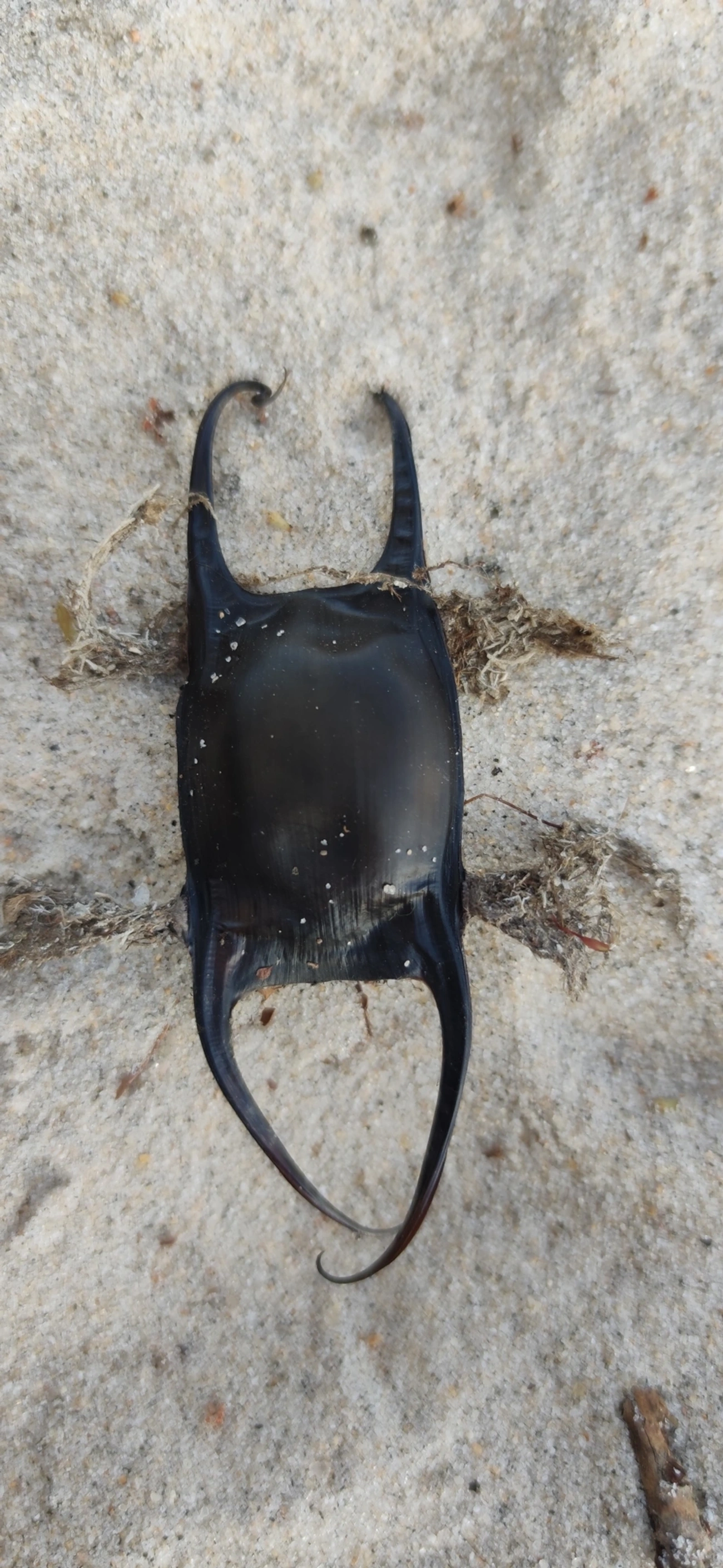 Raia-de-Agassiz (Rioraja agassizii), peixes, fotografado em São Sebastião