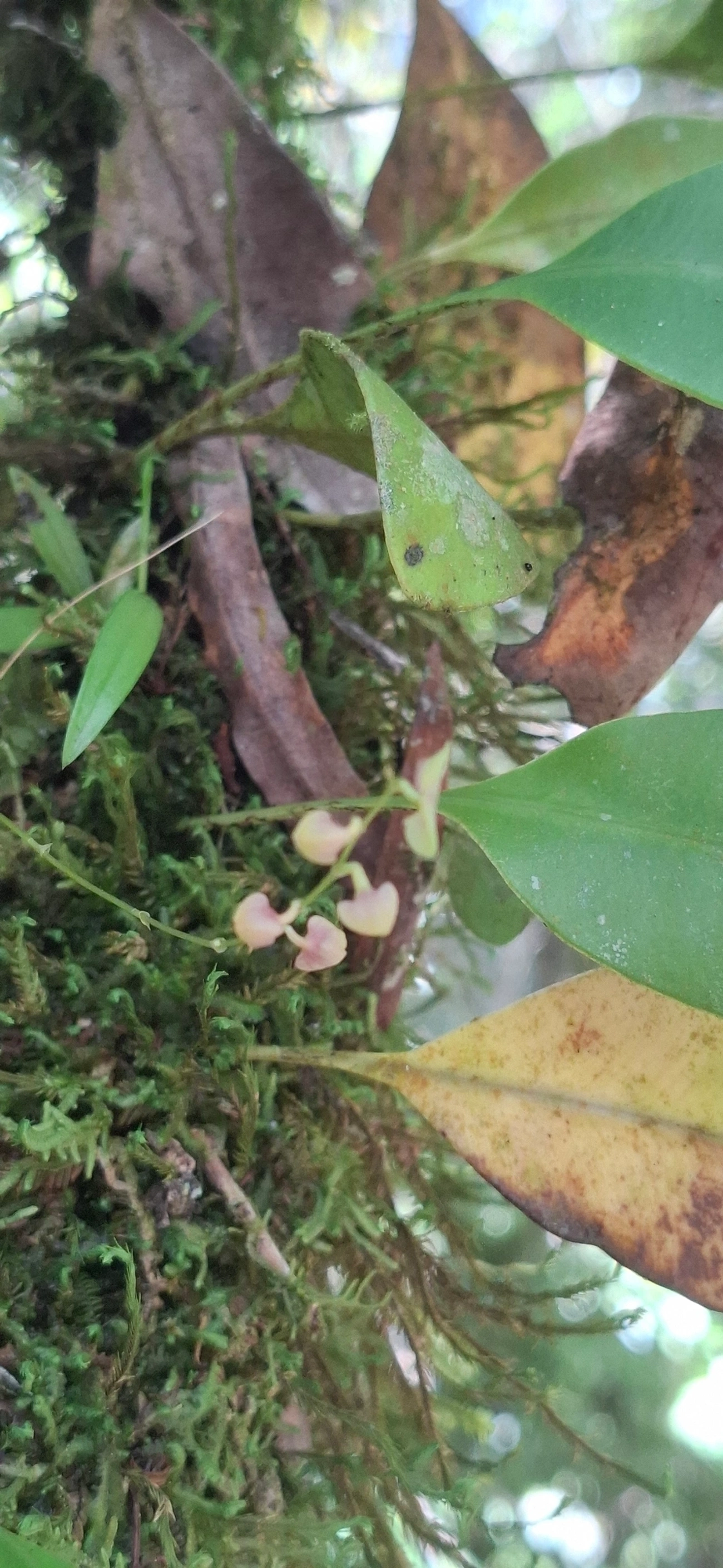 Stelis, plantas, fotografado em Queluz