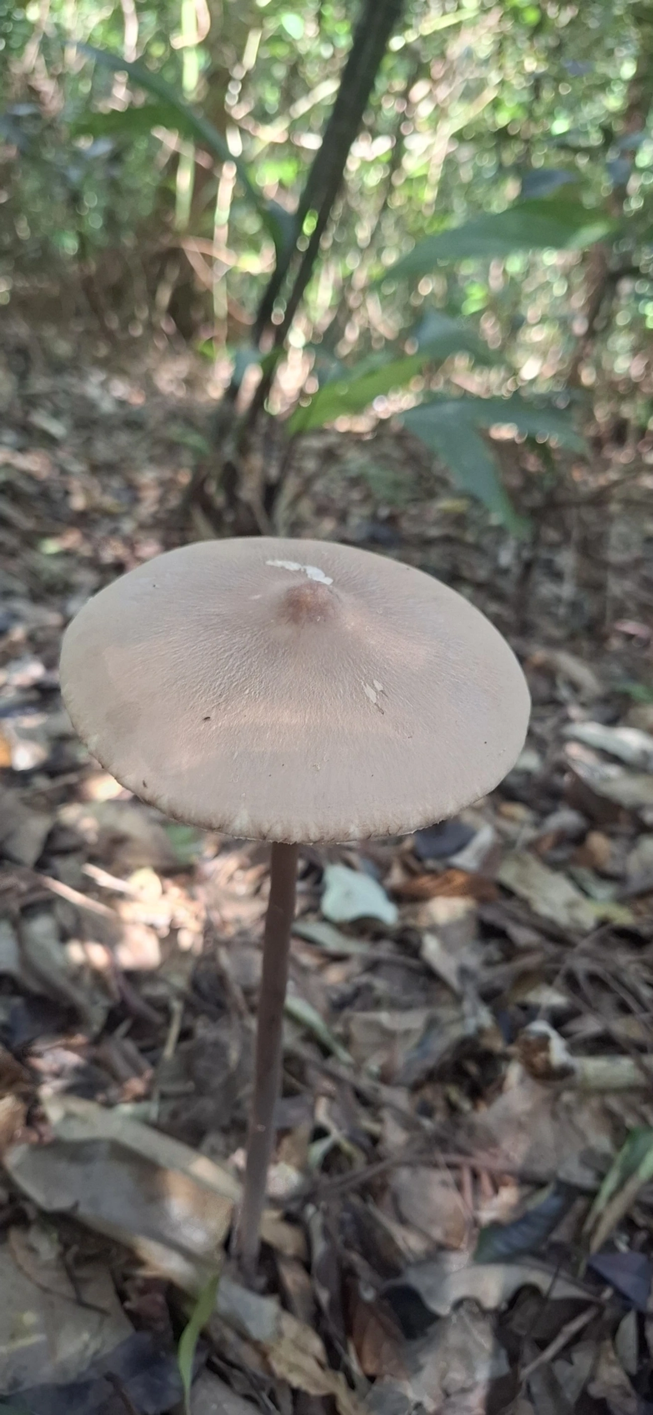 Macrolepiota capelariae, fungos, fotografado em Enxovas, Ilhabela