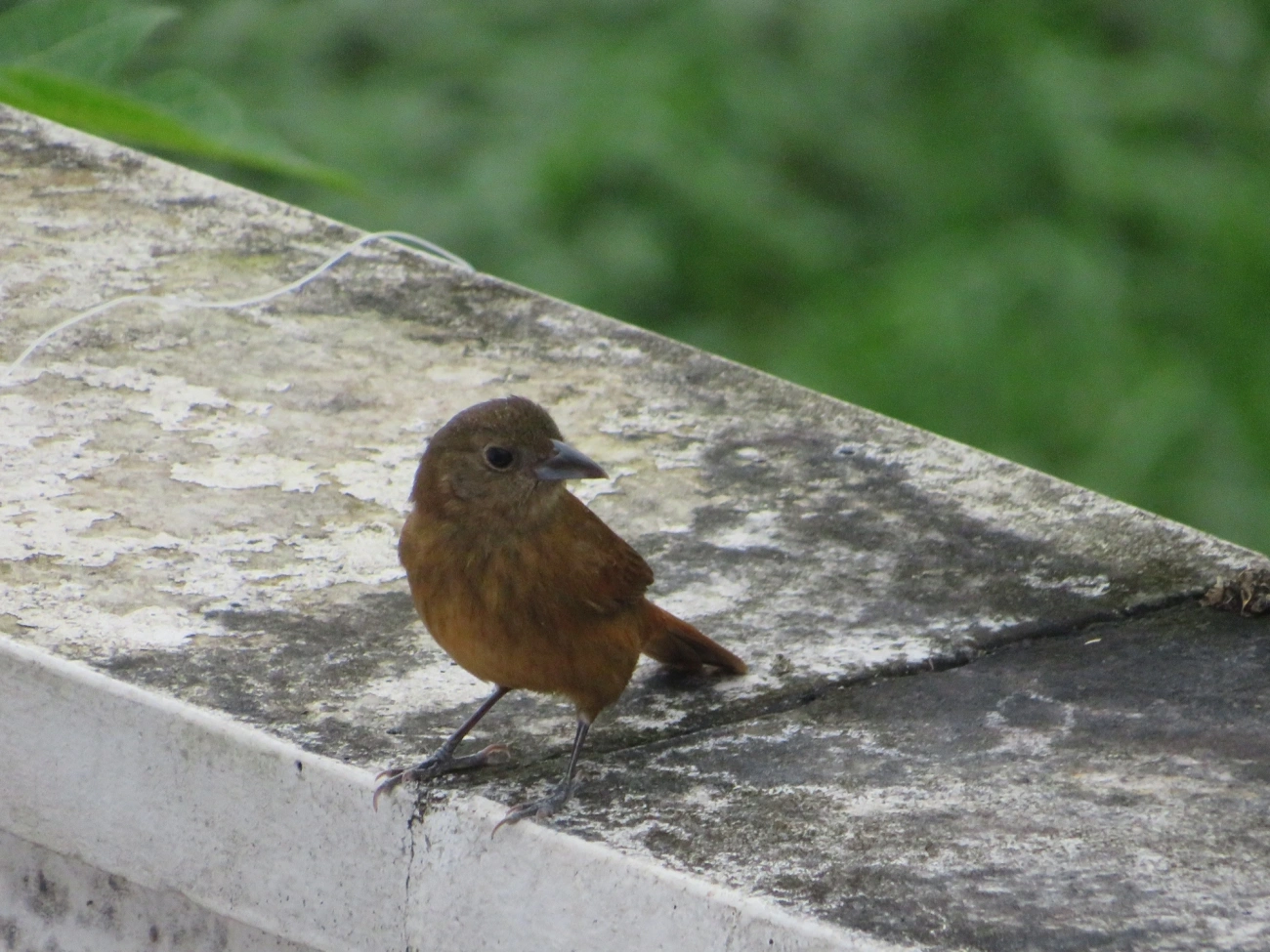 Tiê-preto (Tachyphonus coronatus), aves, fotografado em Maresias, São Sebastião