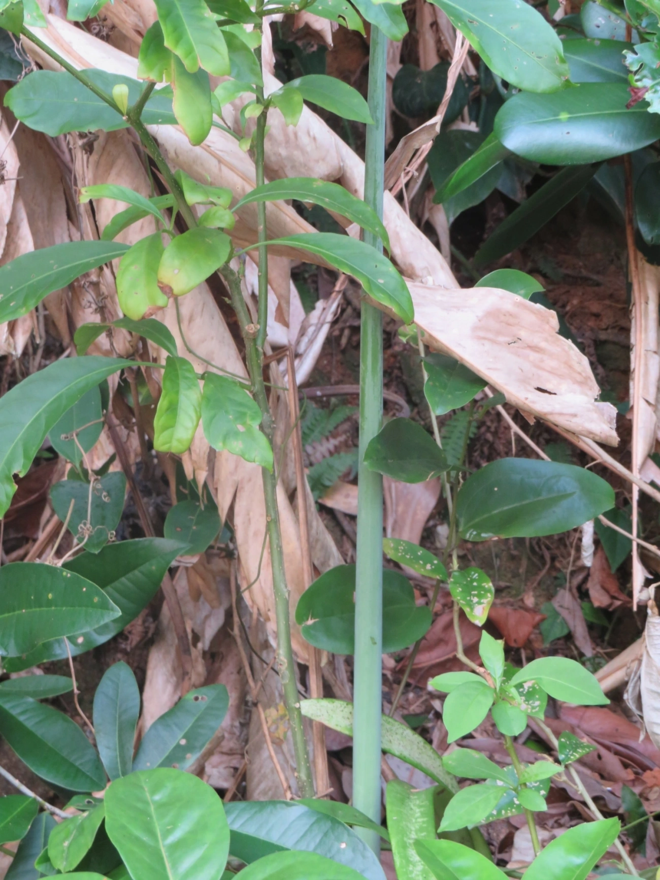 Amarílis (Hippeastrum), plantas, fotografado em Paúba, São Sebastião