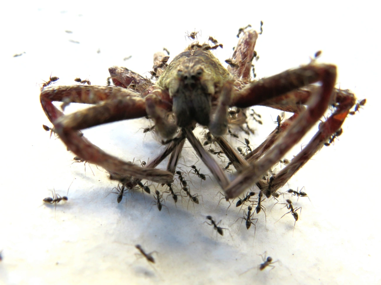 Ctenus, aracnídeos, fotografado em Maresias, São Sebastião