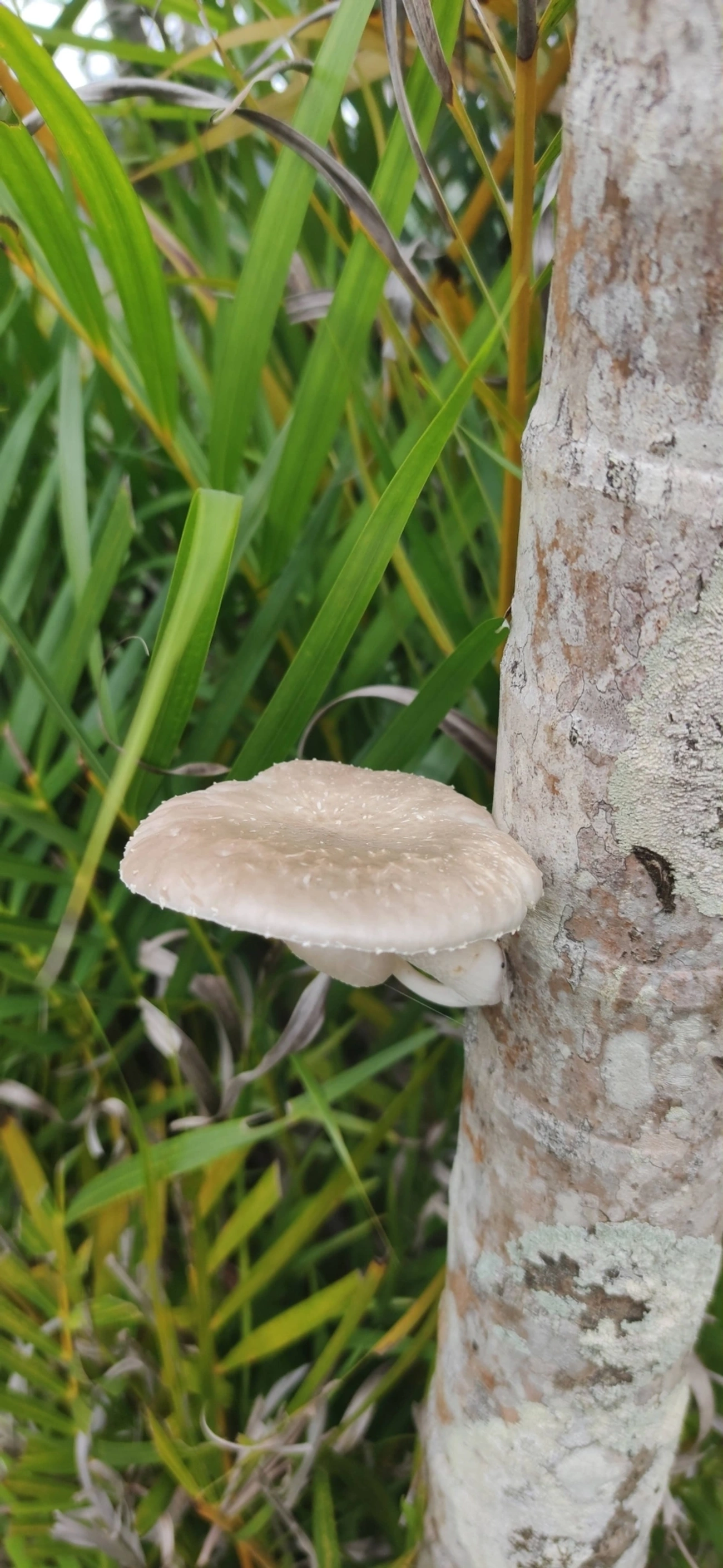 Cogumelo-de-coco (Oudemansiella cubensis), fungos, fotografado em Maresias, São Sebastião