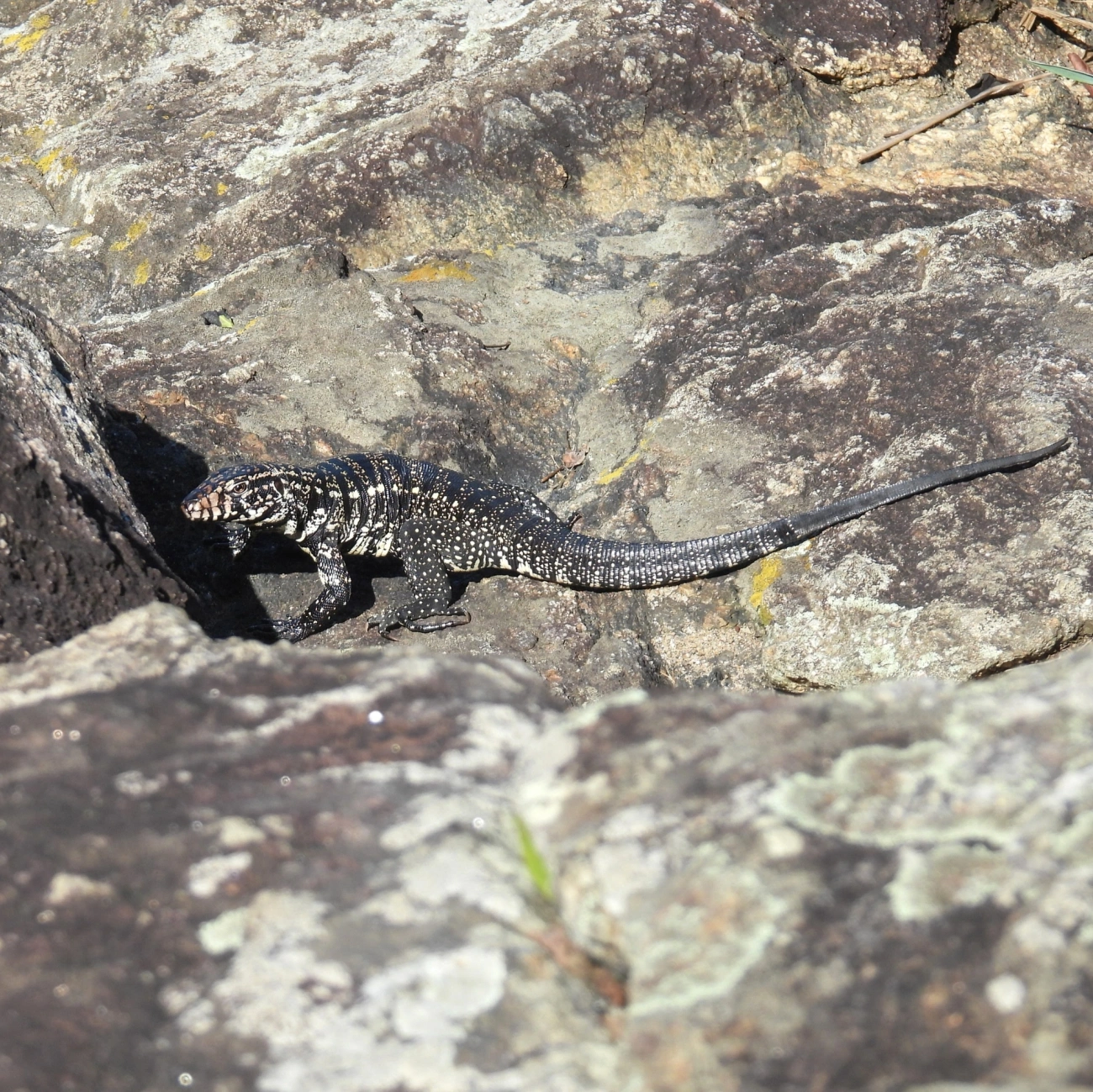 Teiú (Salvator merianae), répteis, fotografado em Maresias, São Sebastião