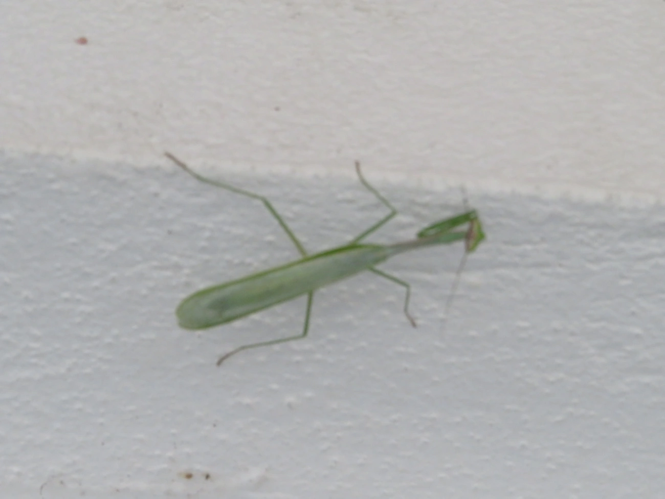 Oxyopsis, insetos, fotografado em Maresias, São Sebastião